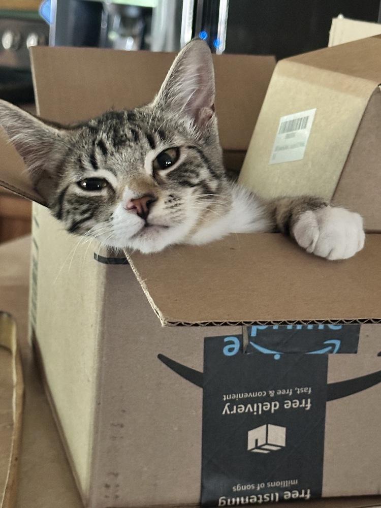 Enlarge Nani, a Adoptable Domestic Short Hair in Lebanon, OR image 3/4