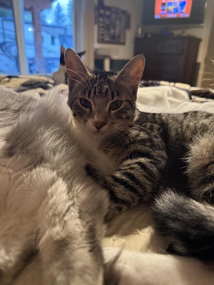 Enlarge Nani, a Adoptable Domestic Short Hair in Lebanon, OR image 4/4