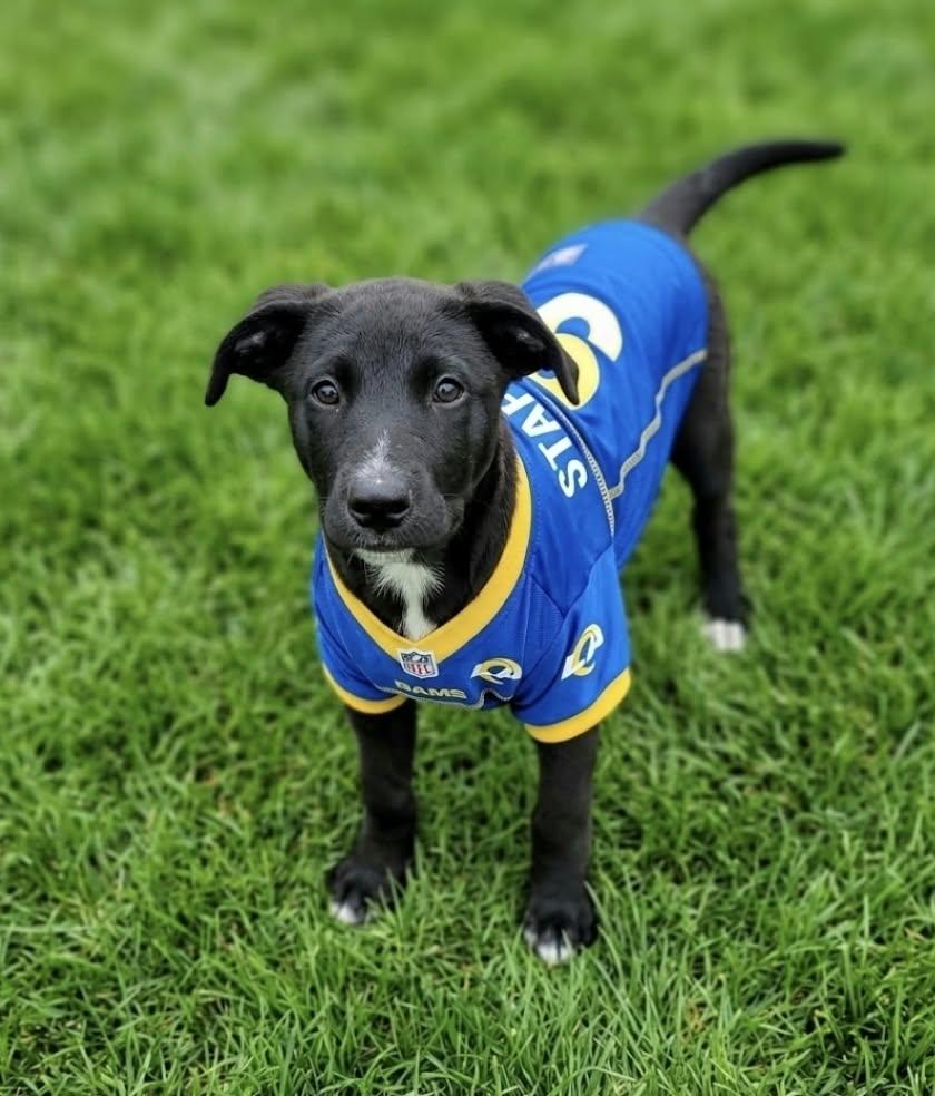 Stafford, Adoptable, Puppy Male Shepherd & Labrador Retriever.