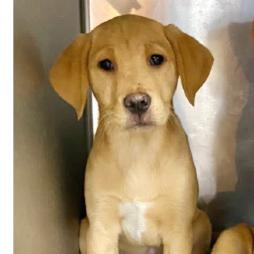 Chickory, Adoptable, Puppy Female Labrador Retriever.