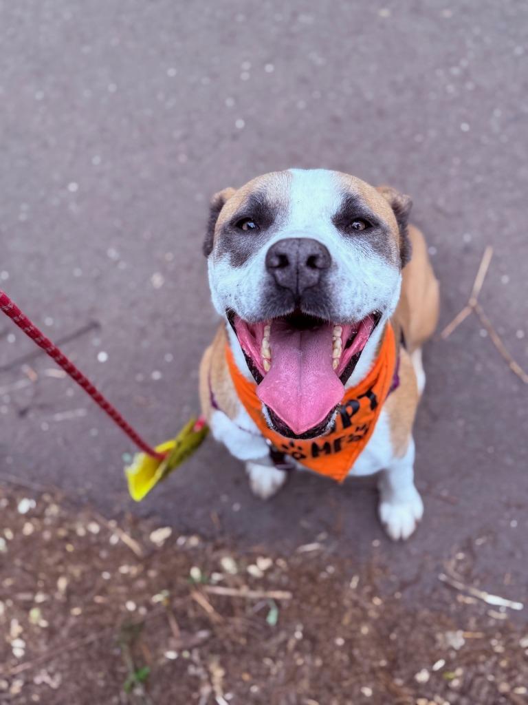 Affleck, a Adoptable mixed breed in Chico, CA image 2/4