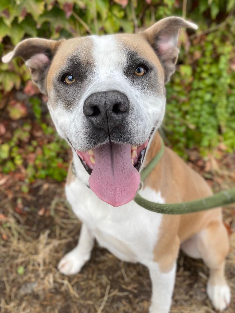 Enlarge Affleck, a Adoptable mixed breed in Chico, CA image 1/1