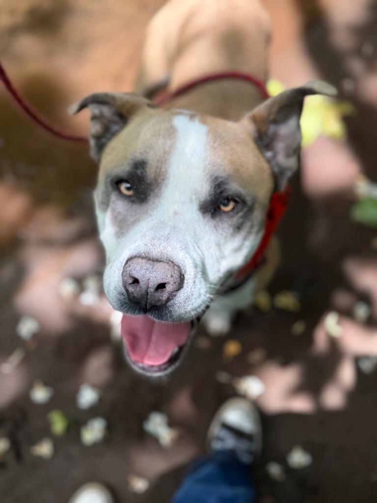 Affleck, a Adoptable mixed breed in Chico, CA image 4/4