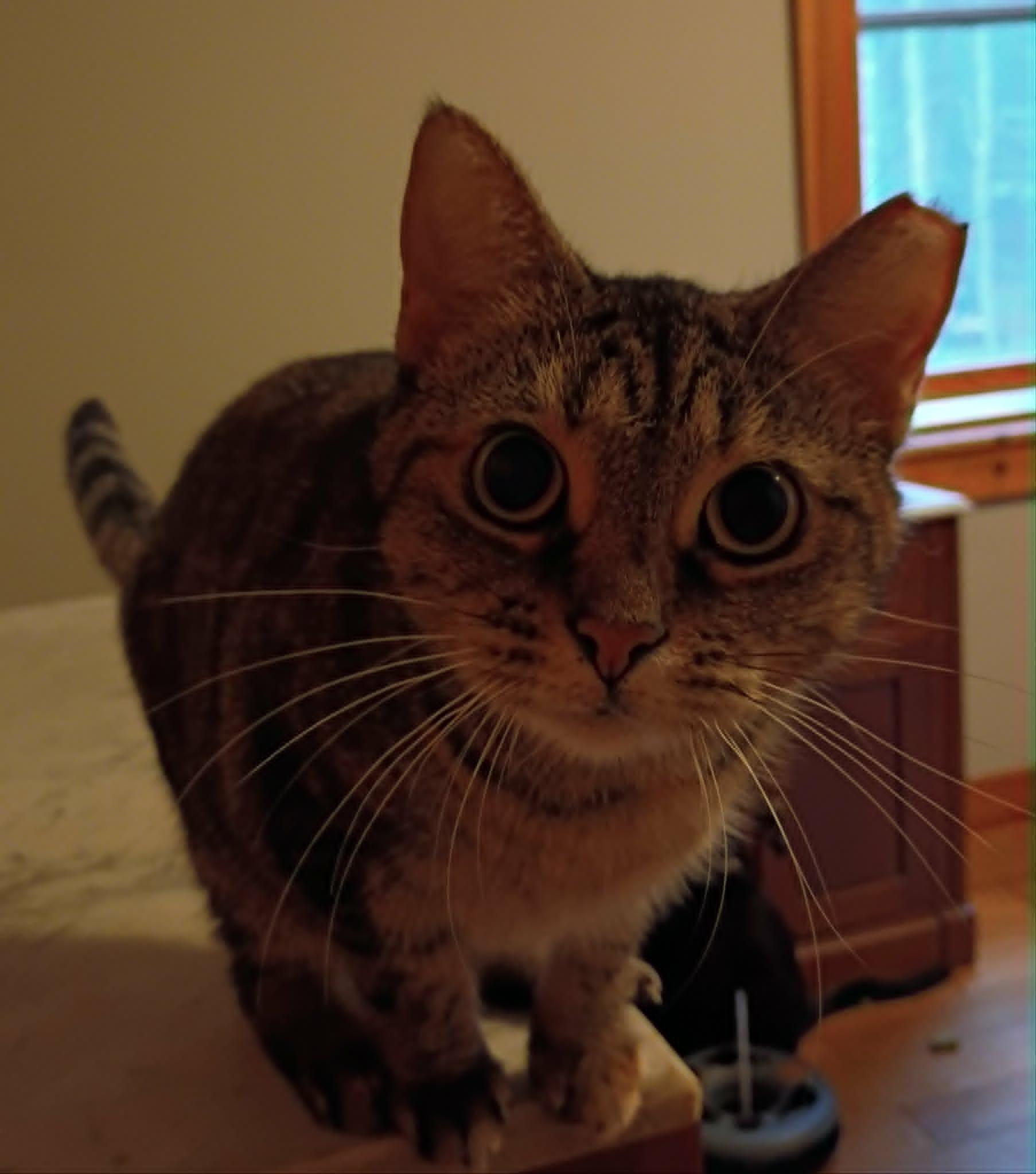 Charli (Female), ADOPTABLE, Young Female Tabby.
