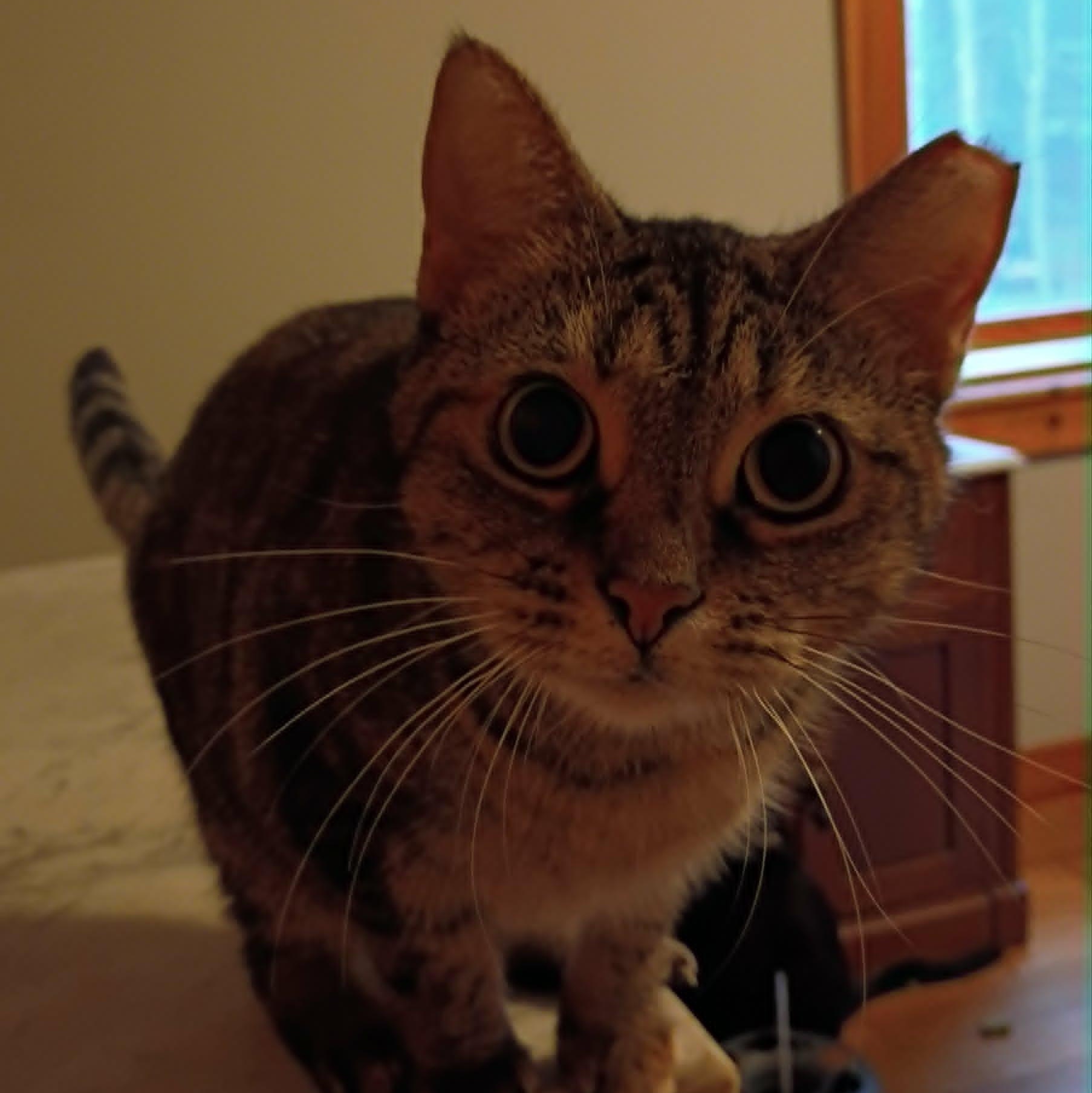 Enlarge Charli (Female), a Adoptable Tabby in North Berwick, ME image 3/4