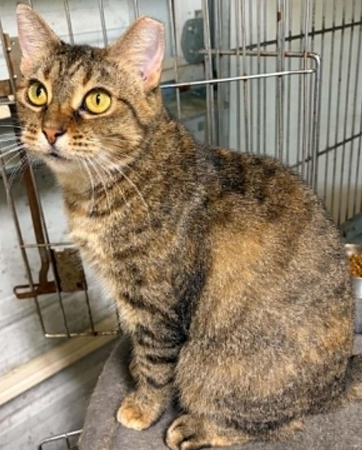 Charli (Female), a ADOPTABLE Tabby in North Berwick, ME image 2/2