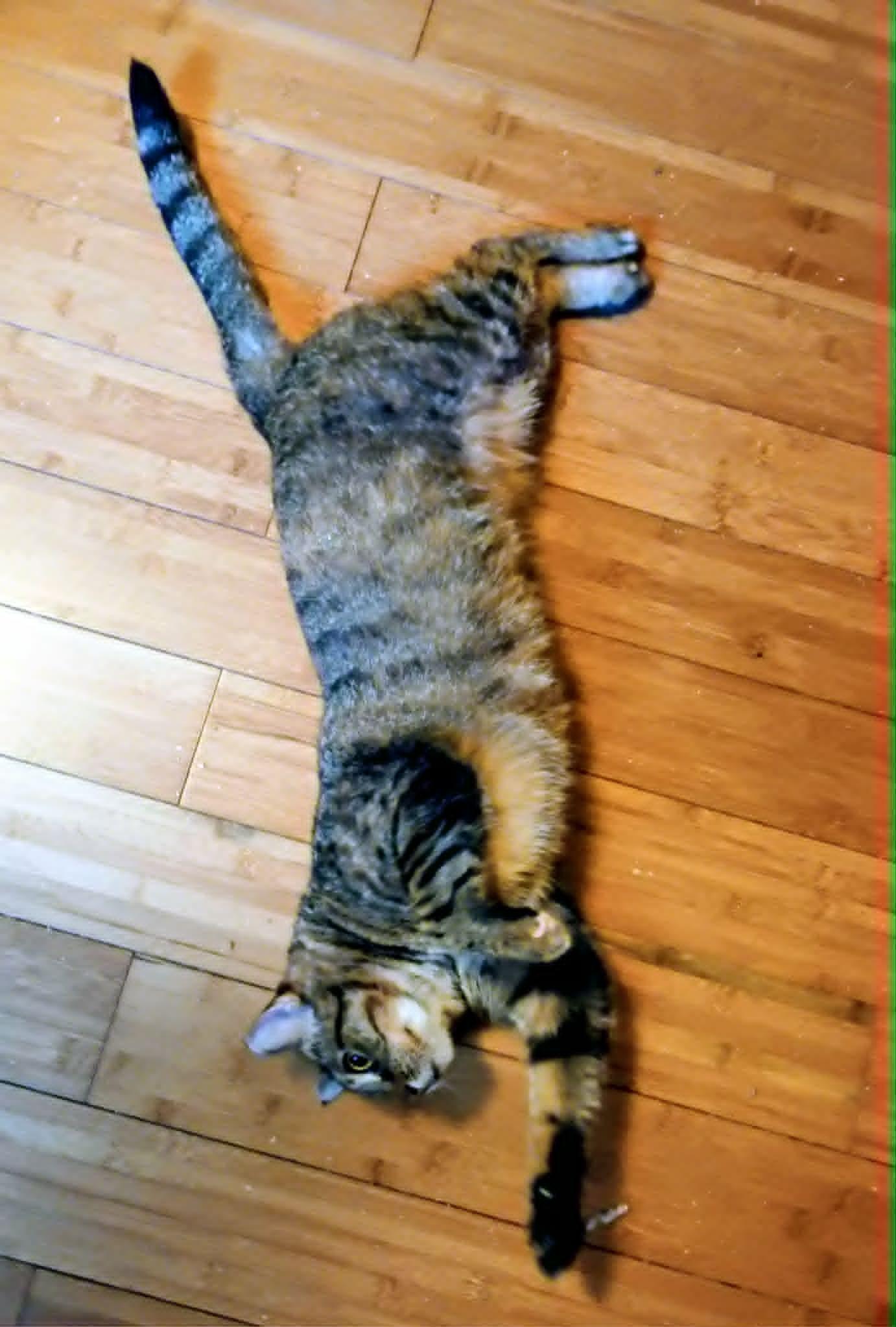 Enlarge Charli (Female), a ADOPTABLE Tabby in North Berwick, ME image 2/3