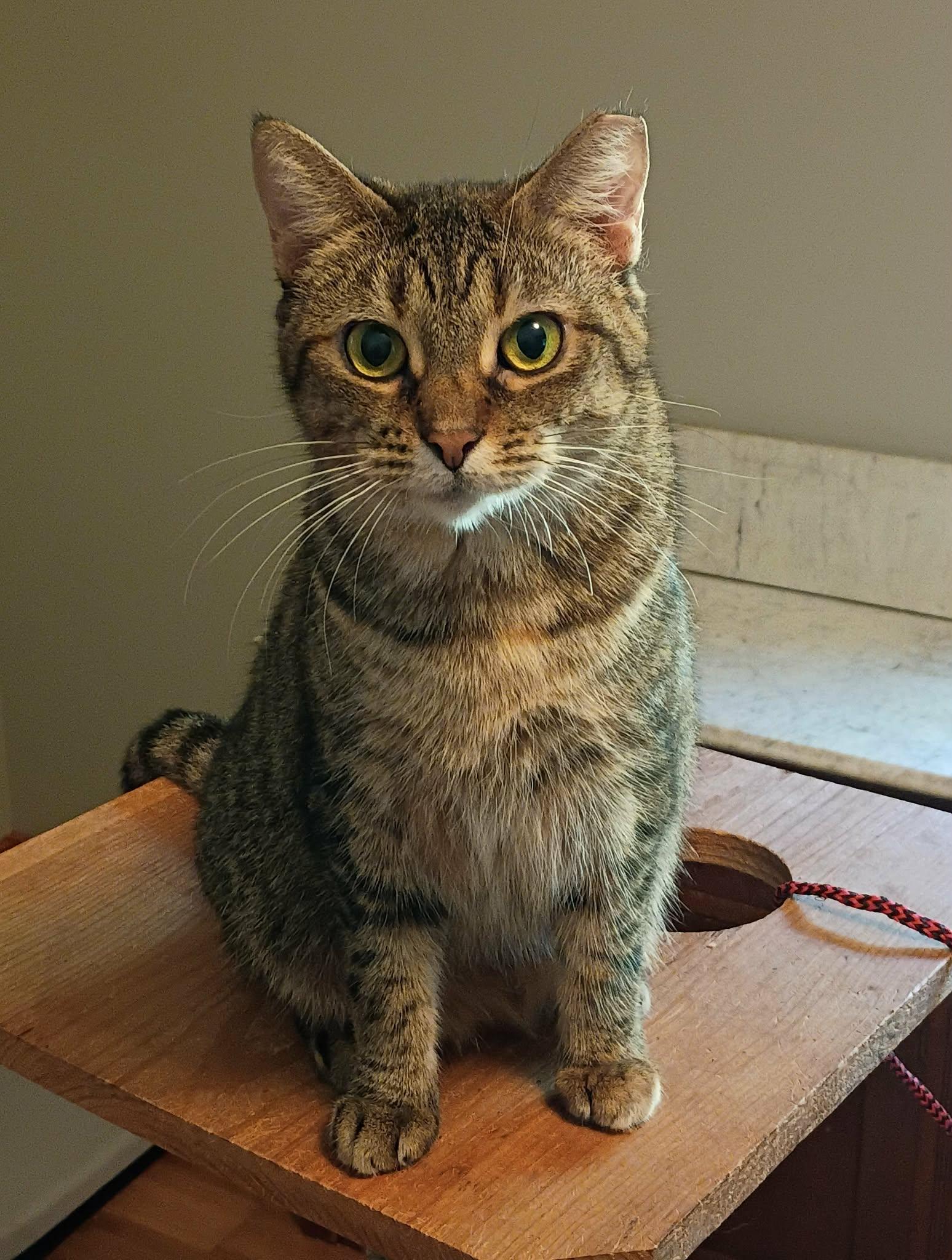 Charli (Female), Adoptable, Young Female Tabby.