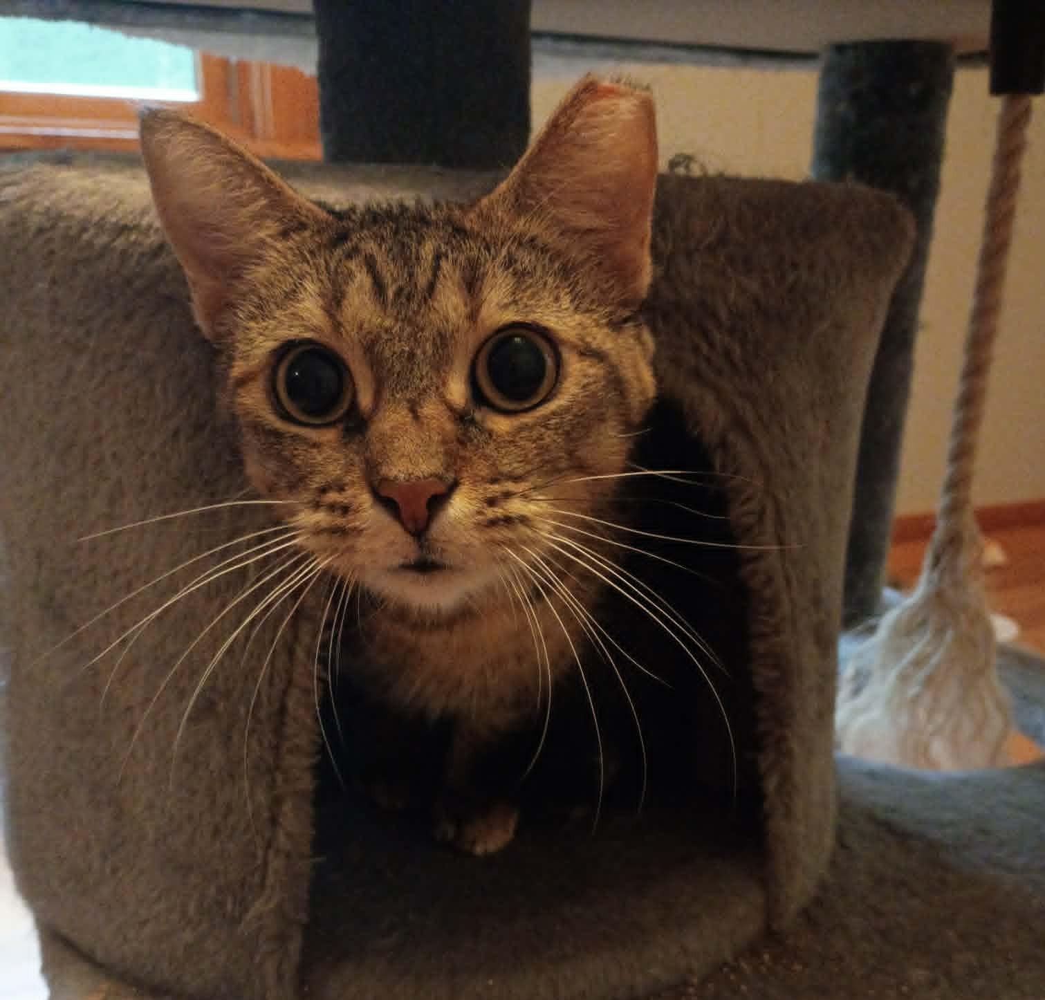 Charli (Female), ADOPTABLE, Young Female Tabby.