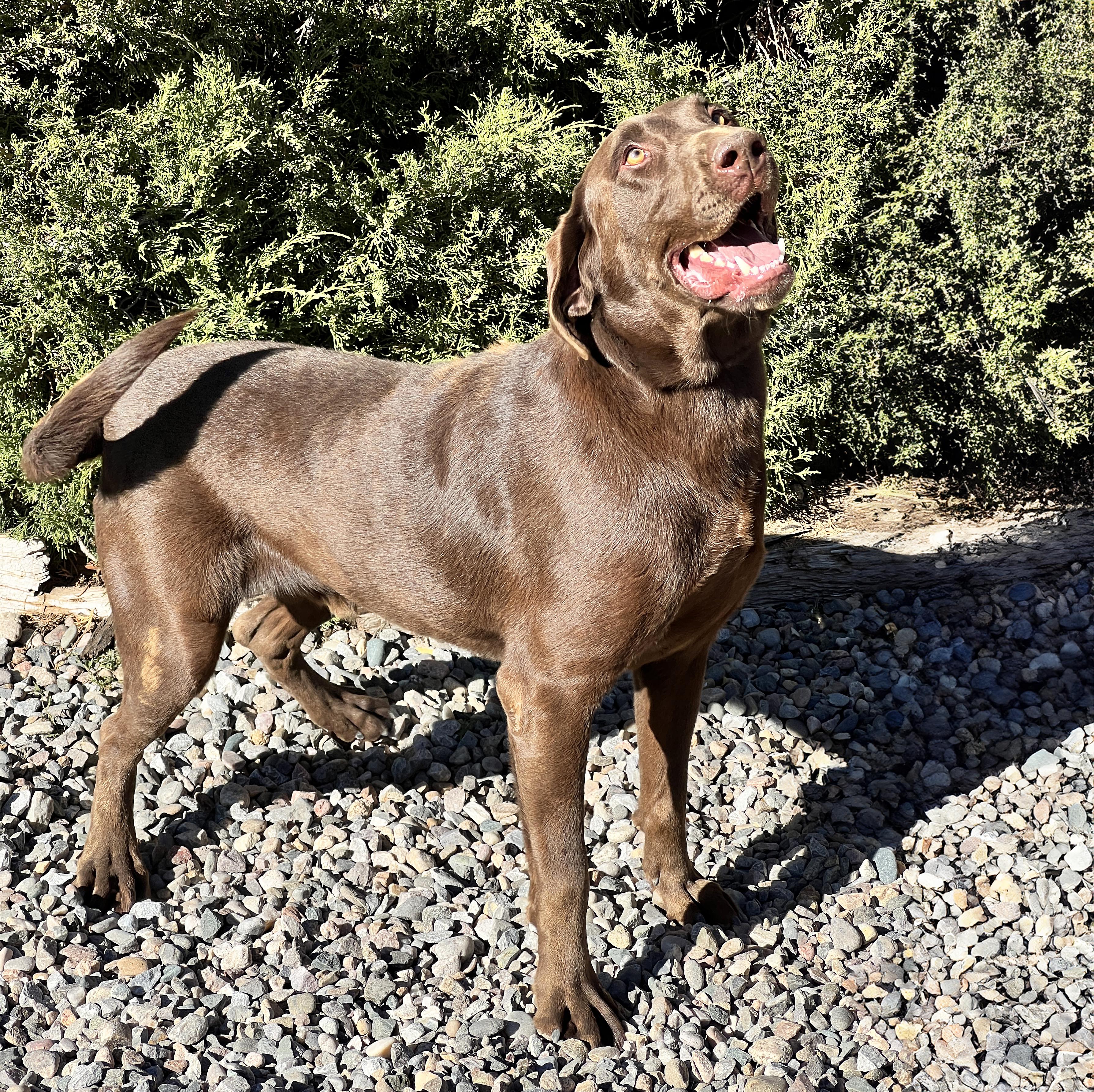Adorable Mr Alectos ~ Happy Chocolate Lab !