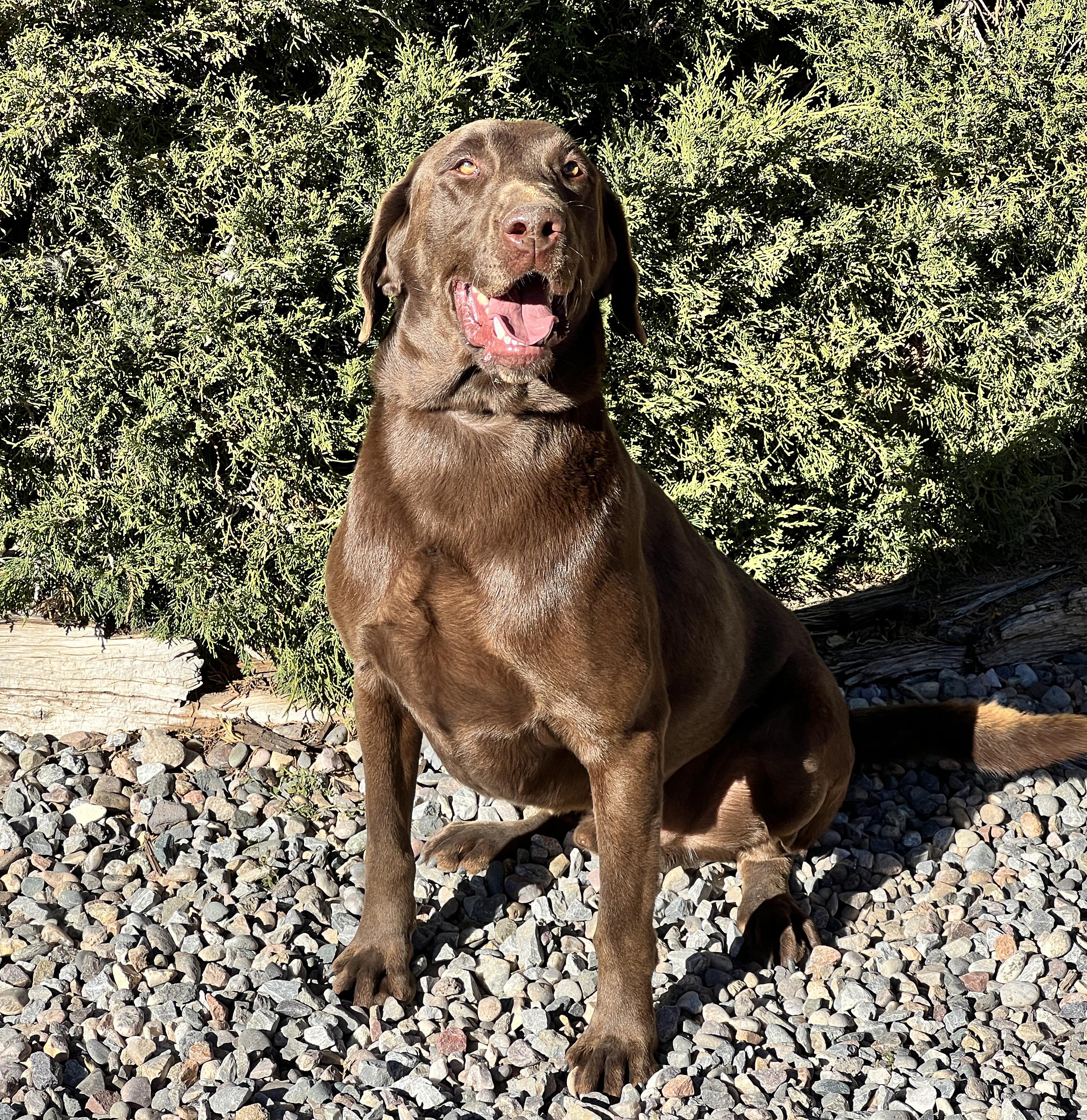 Adorable Mr Alectos ~ Happy Chocolate Lab !
