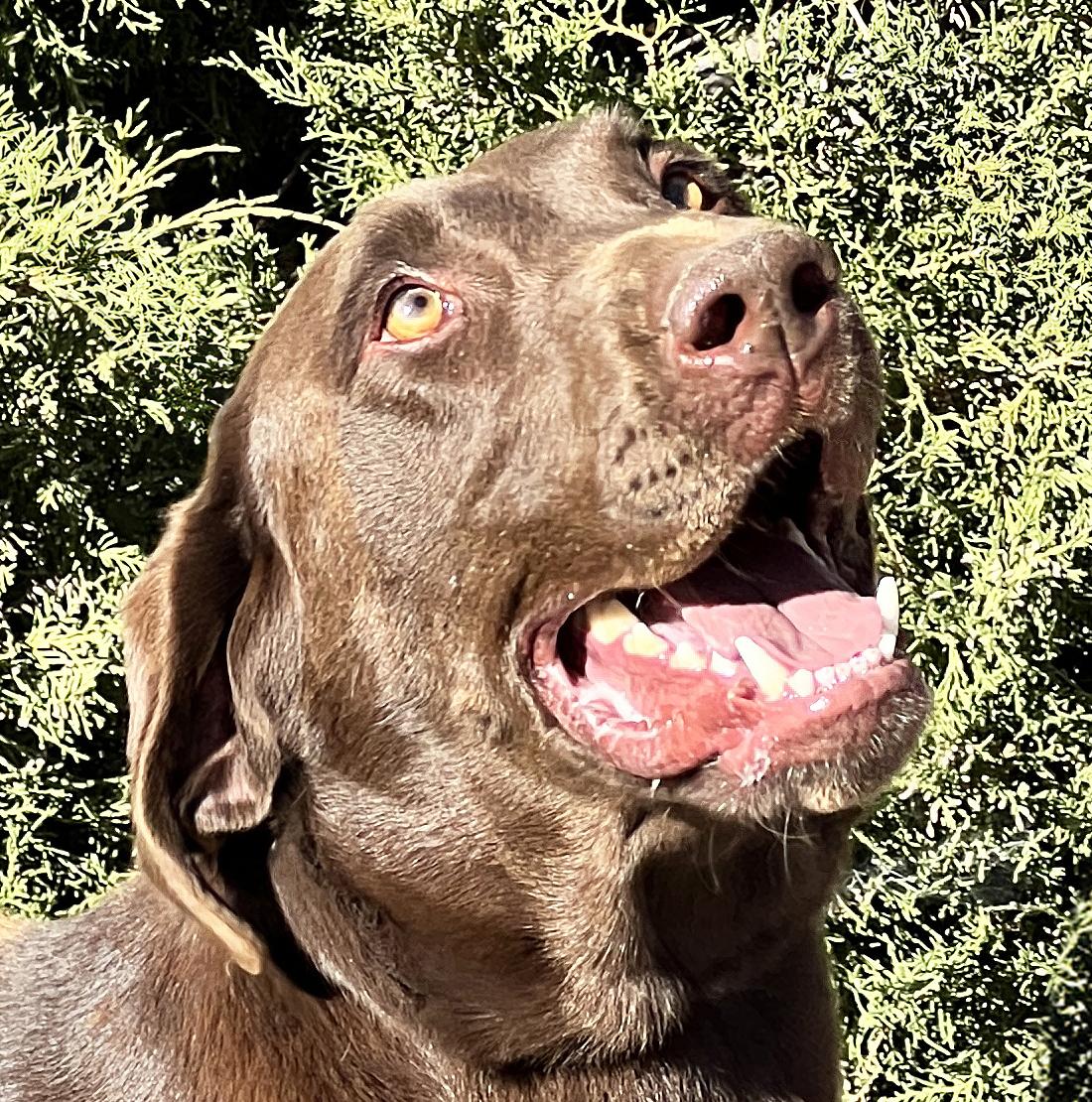 Adorable Mr Alectos ~ Happy Chocolate Lab !