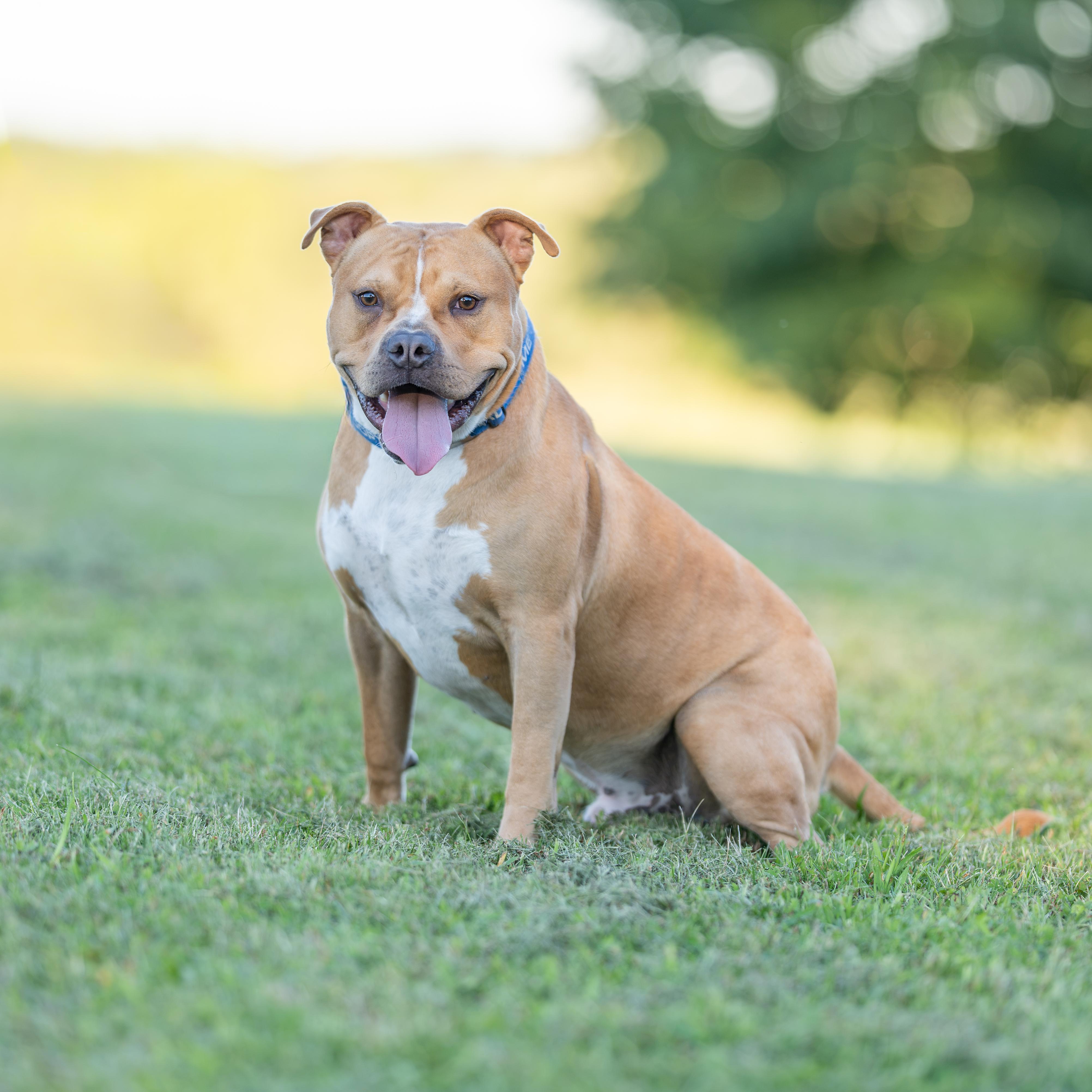 Enlarge Harvey, a Adoptable American Staffordshire Terrier in Dillsburg, PA image 1/5