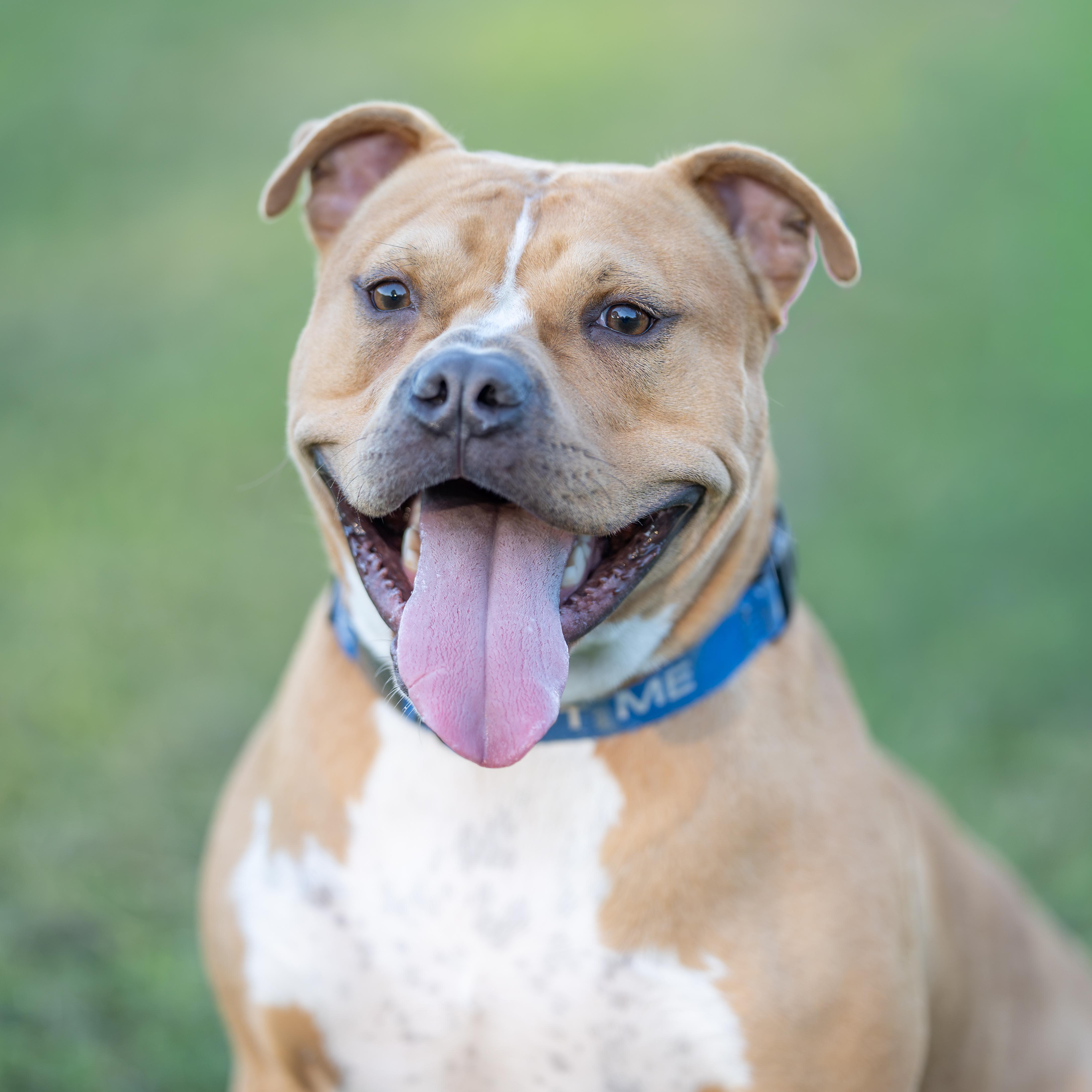 Enlarge Harvey, a Adoptable American Staffordshire Terrier in Dillsburg, PA image 2/5