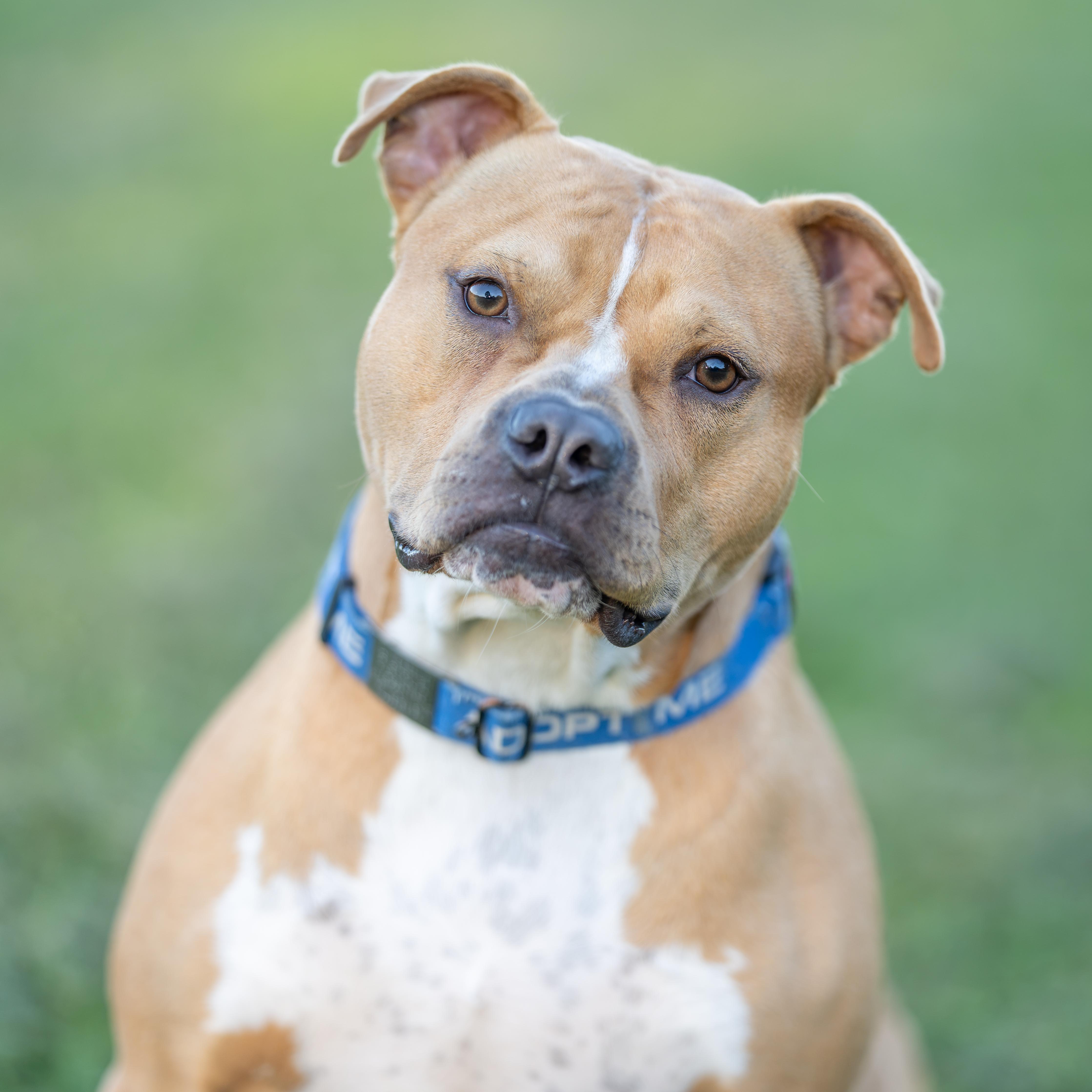 Enlarge Harvey, a Adoptable American Staffordshire Terrier in Dillsburg, PA image 3/5