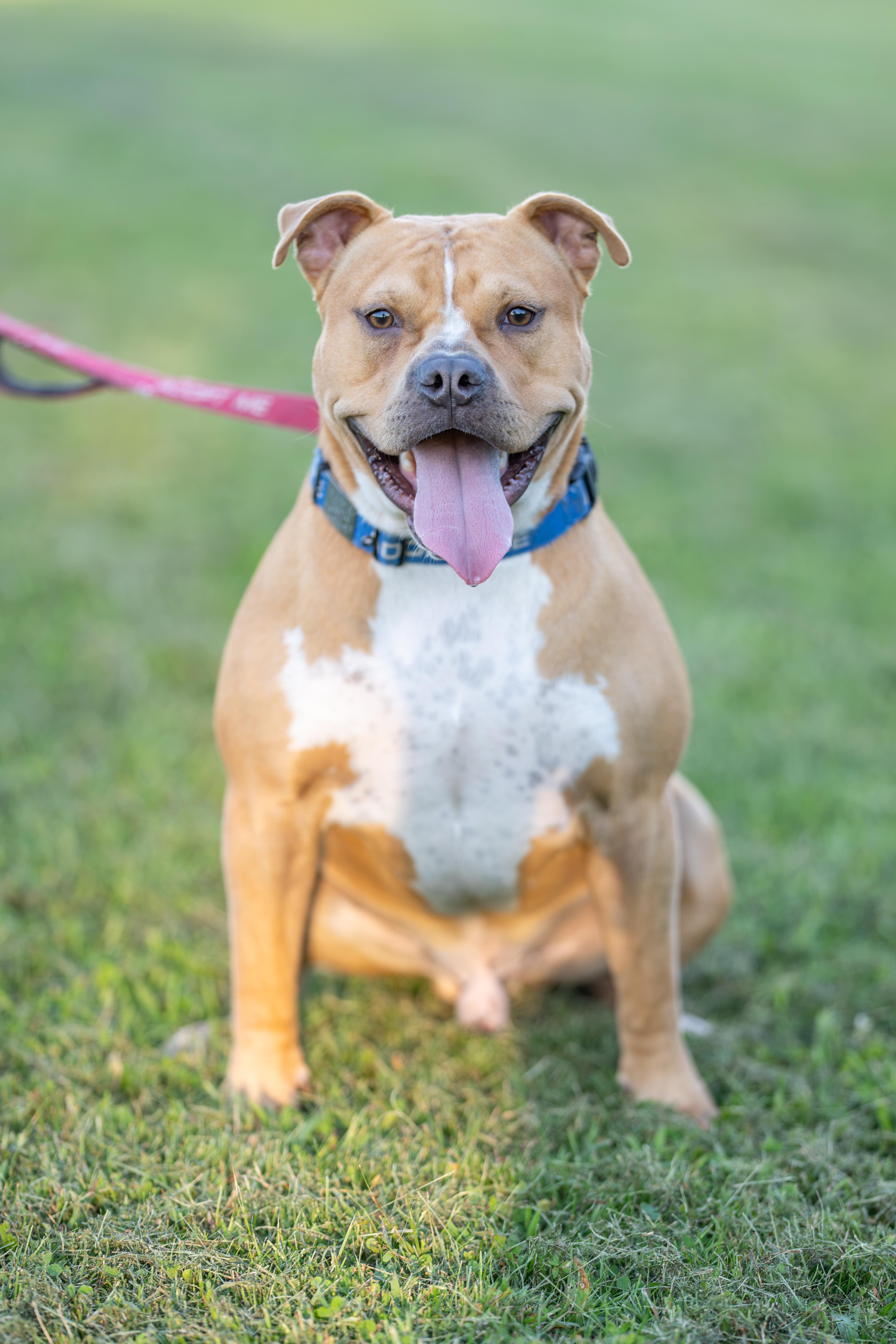 Enlarge Harvey, a Adoptable American Staffordshire Terrier in Dillsburg, PA image 4/5