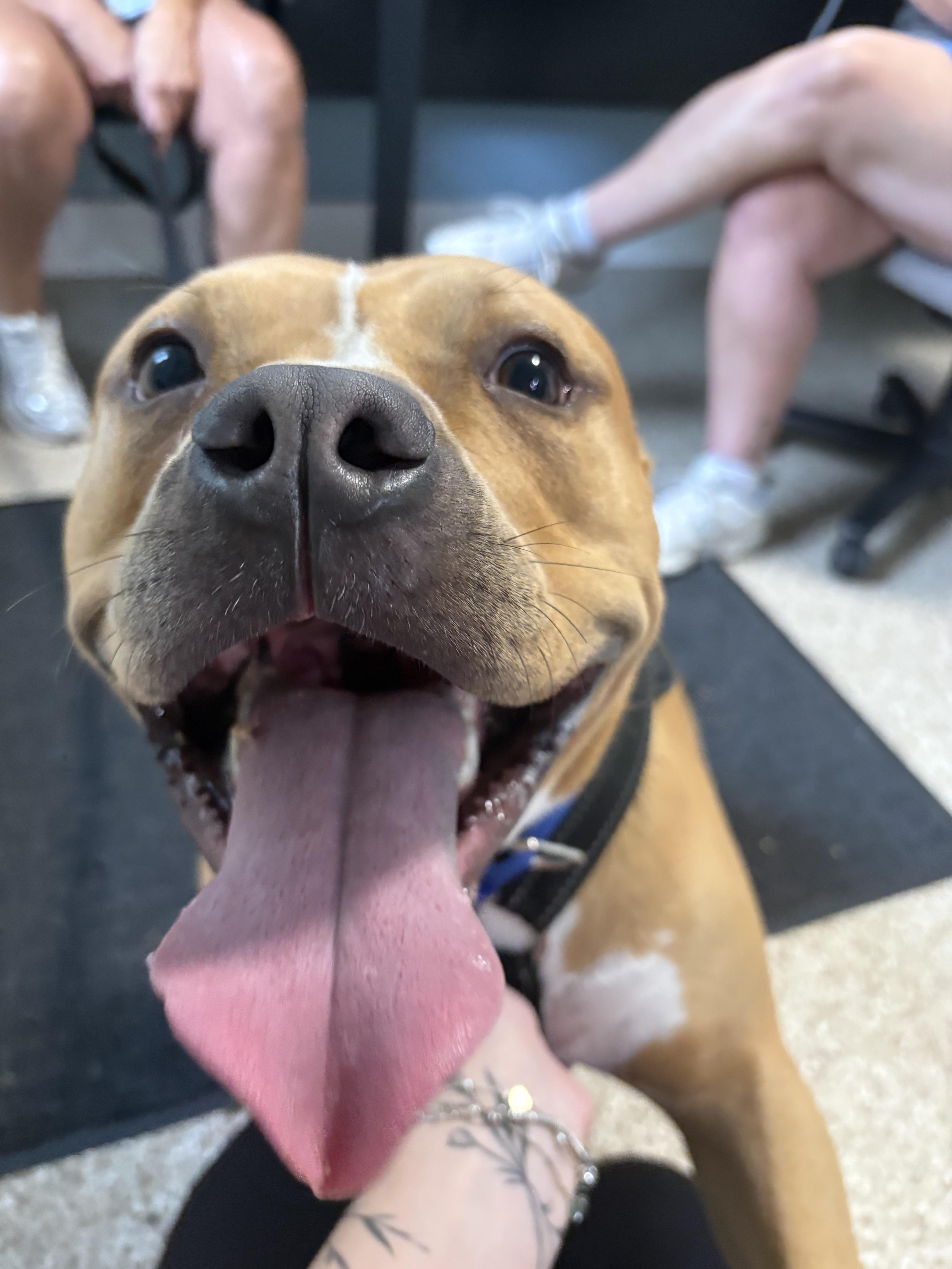 Enlarge Harvey, a Adoptable American Staffordshire Terrier in Dillsburg, PA image 5/5