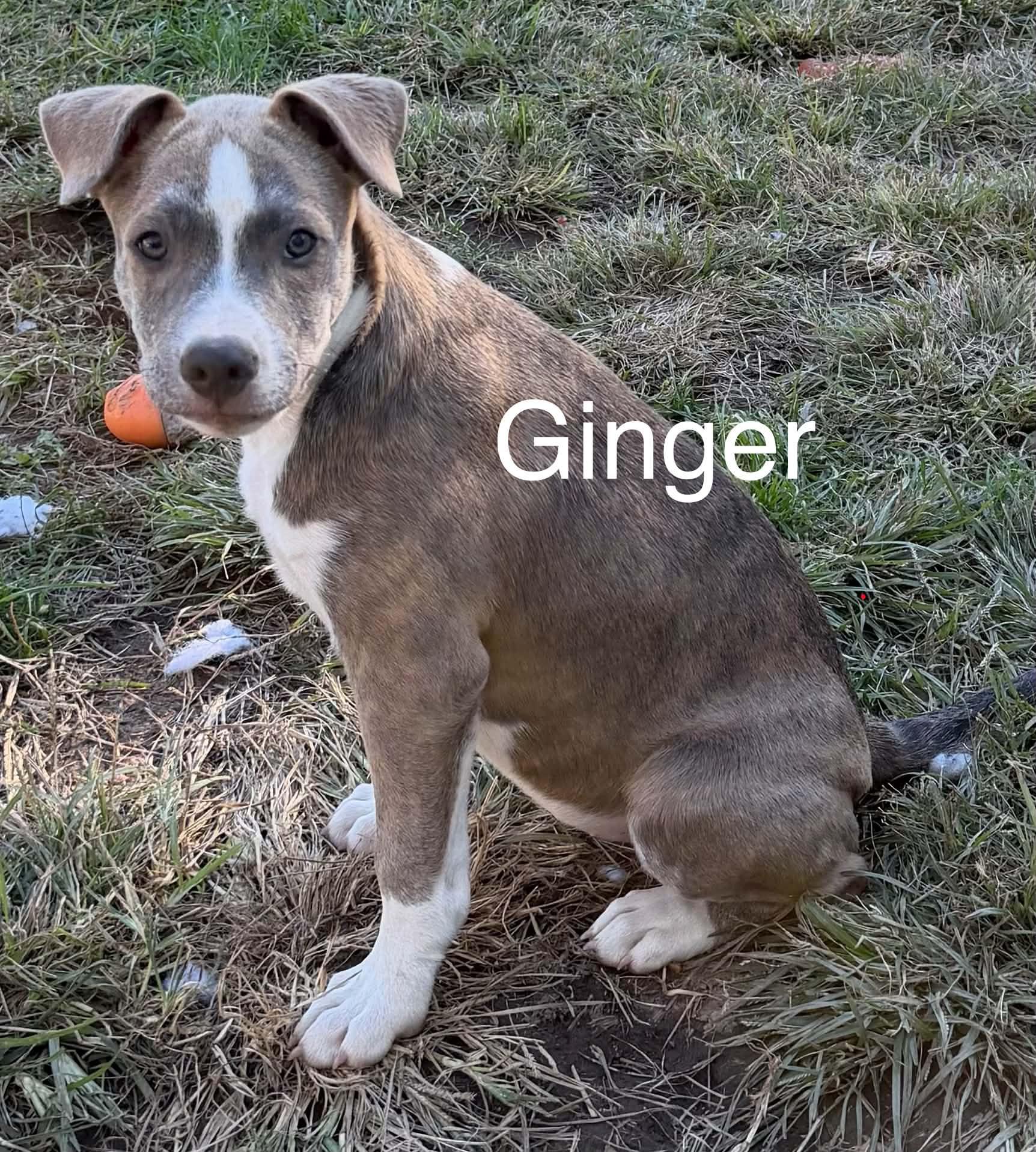 Enlarge Ginger, a Adoptable mixed breed in Succasunna, NJ image 6/6