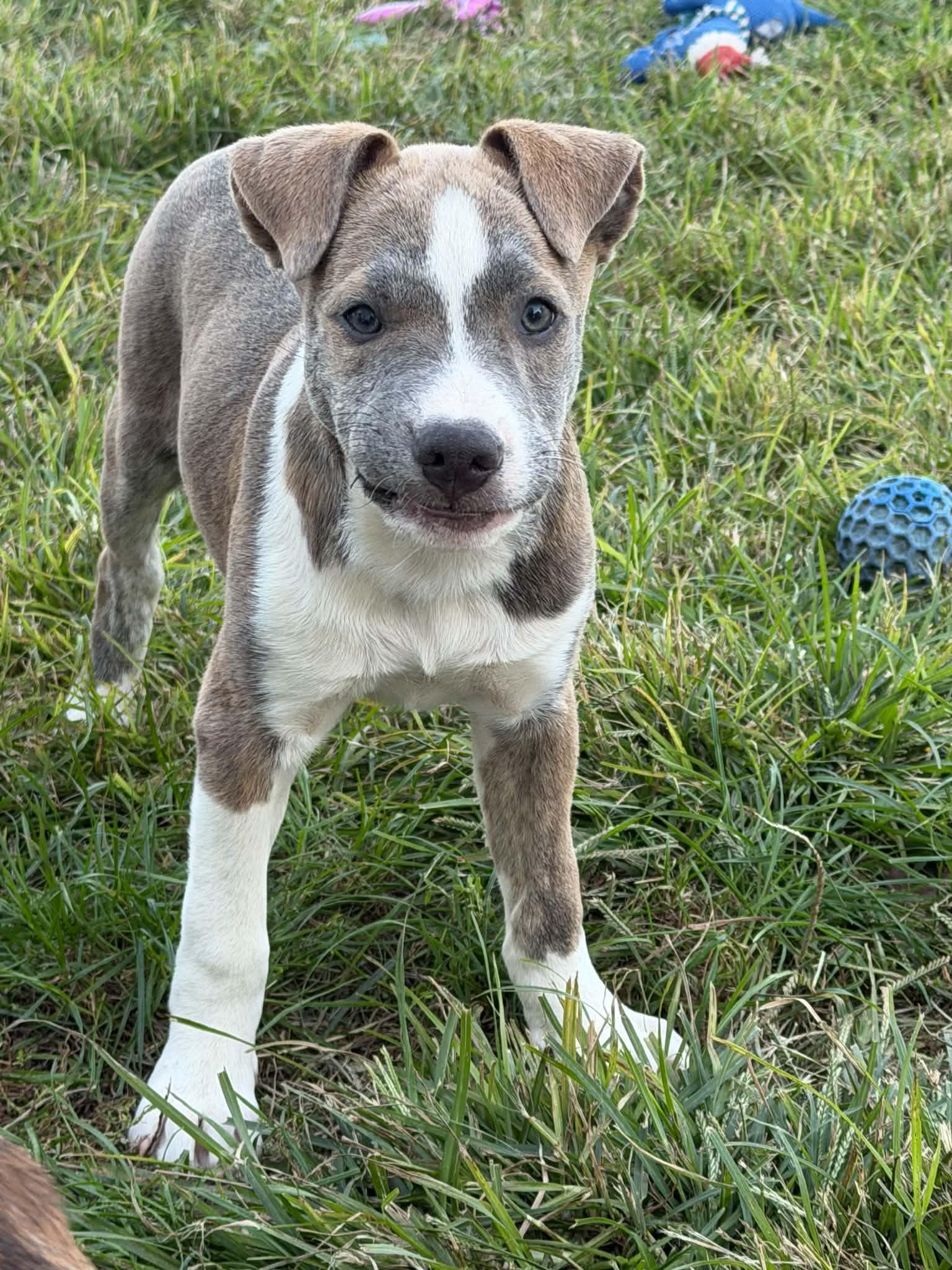 Enlarge Ginger, a Adoptable mixed breed in Succasunna, NJ image 1/6