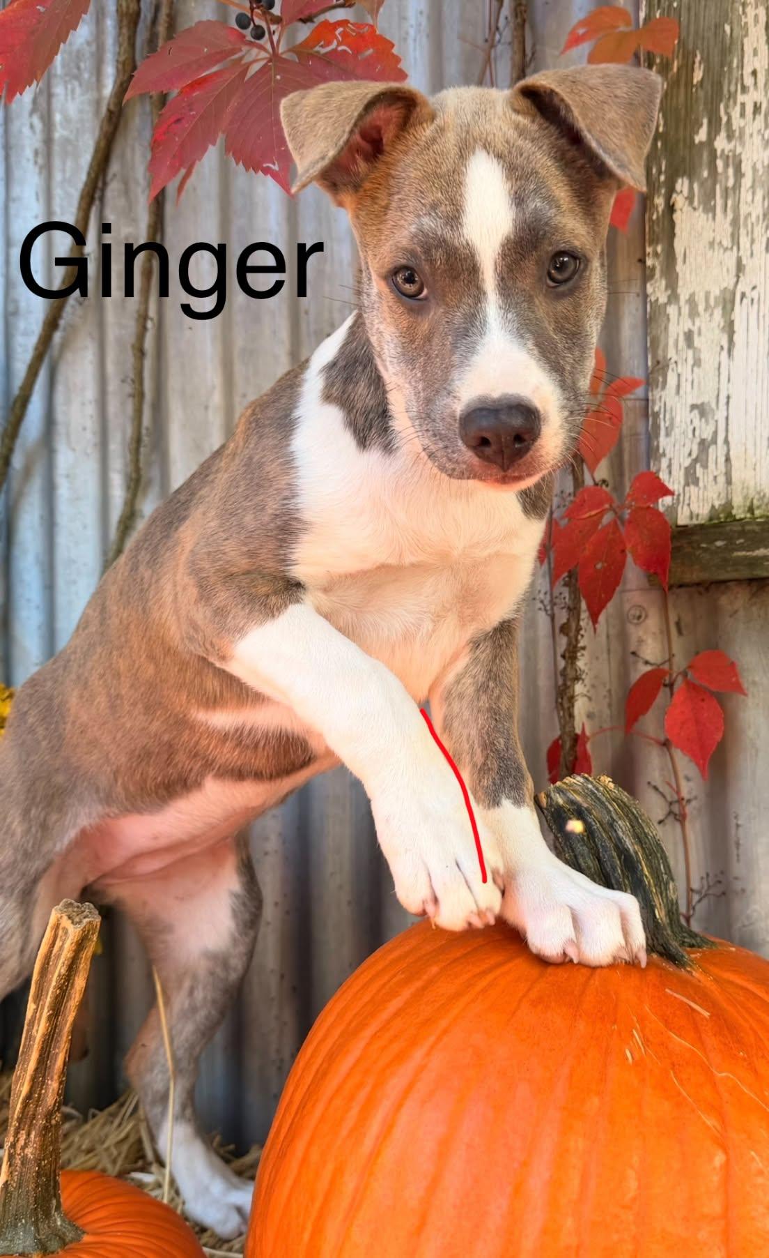 Enlarge Ginger, a Adoptable mixed breed in Succasunna, NJ image 4/6