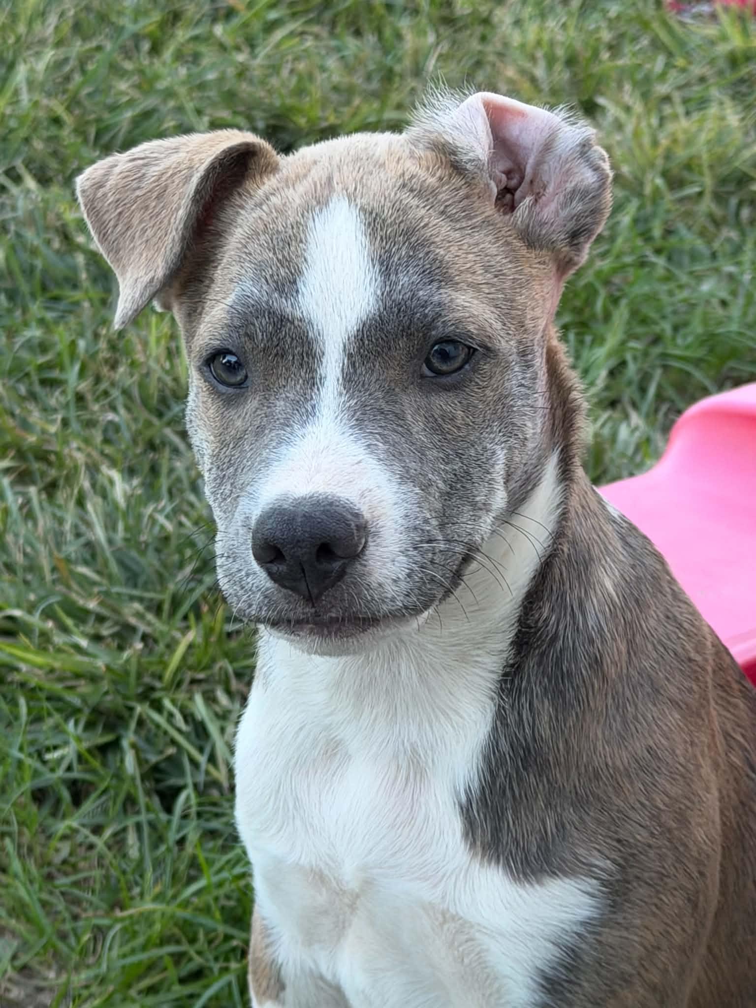 Enlarge Ginger, a Adoptable mixed breed in Succasunna, NJ image 5/6