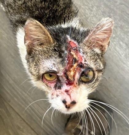 Glenn, Adoptable, Adult Female Domestic Short Hair & Domestic Short Hair.