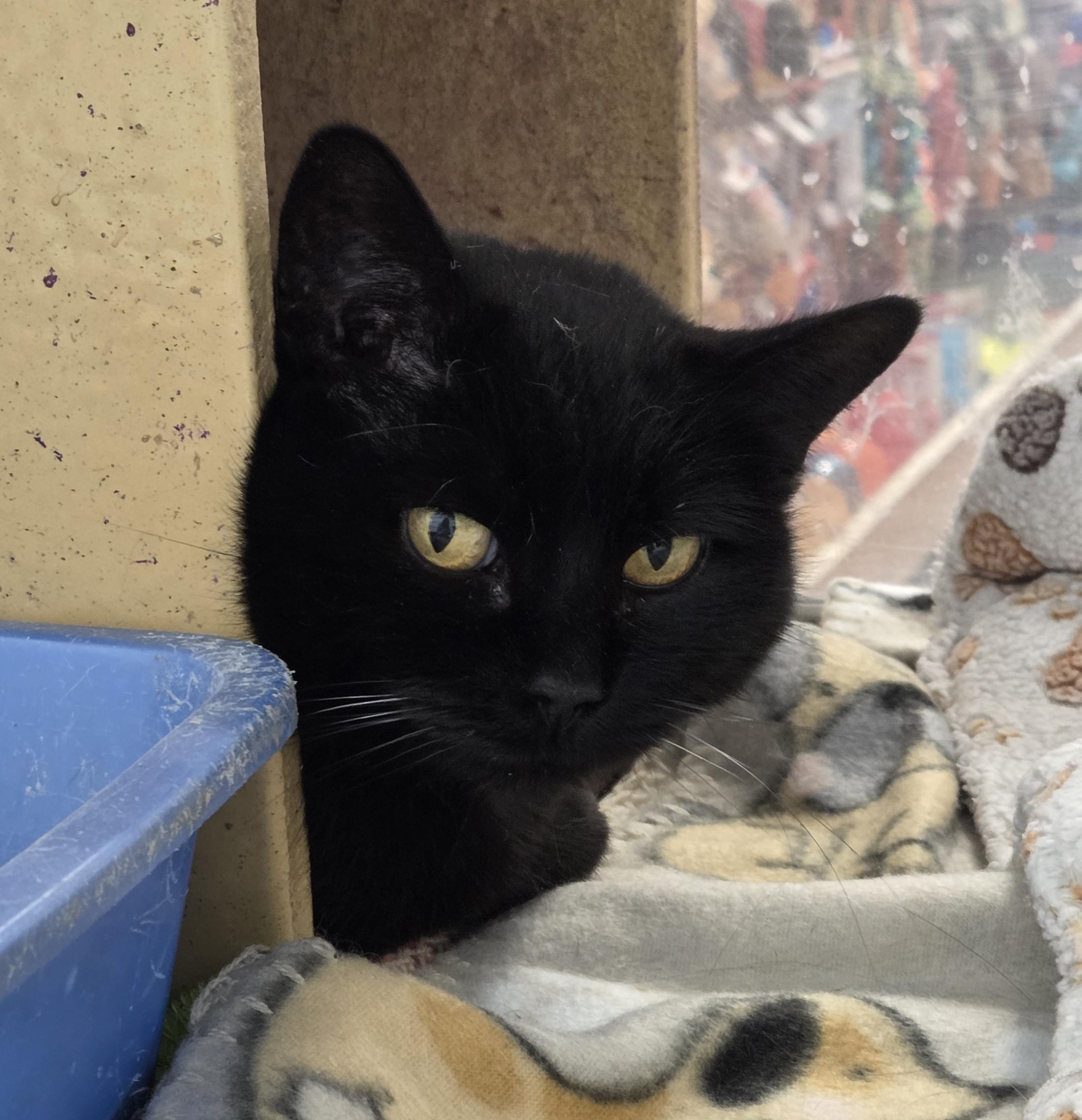 Opal, adopted, Young Female Domestic Short Hair.