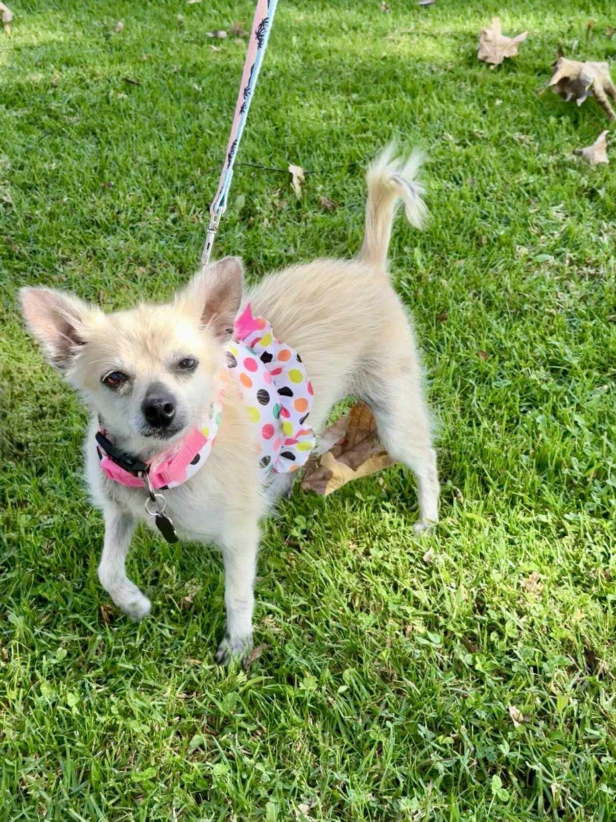 Ziva, Adoptable, Adult Female Yorkshire Terrier & Cairn Terrier.