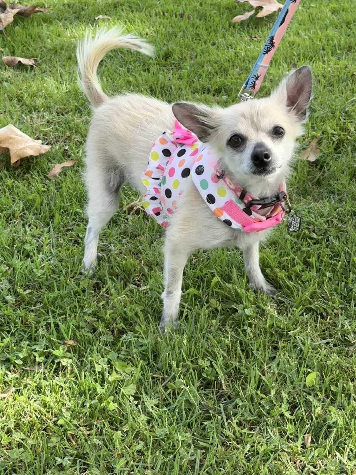 Ziva, a Adoptable mixed breed in Orange, CA image 3/3