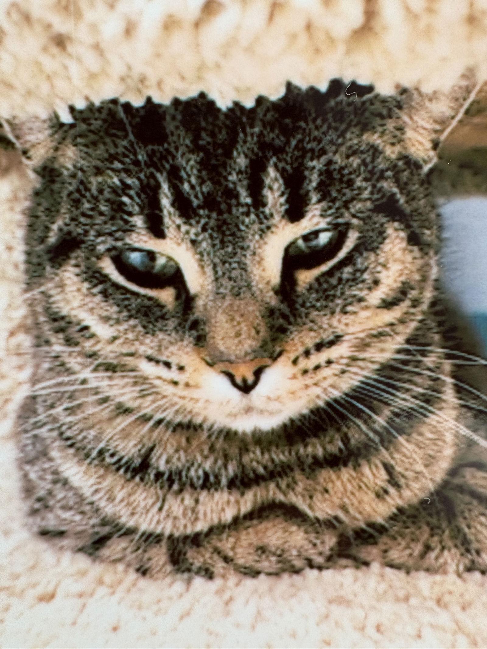 Enlarge Lady Wobbles, a Adoptable Domestic Short Hair in Pittsburgh, PA image 1/1