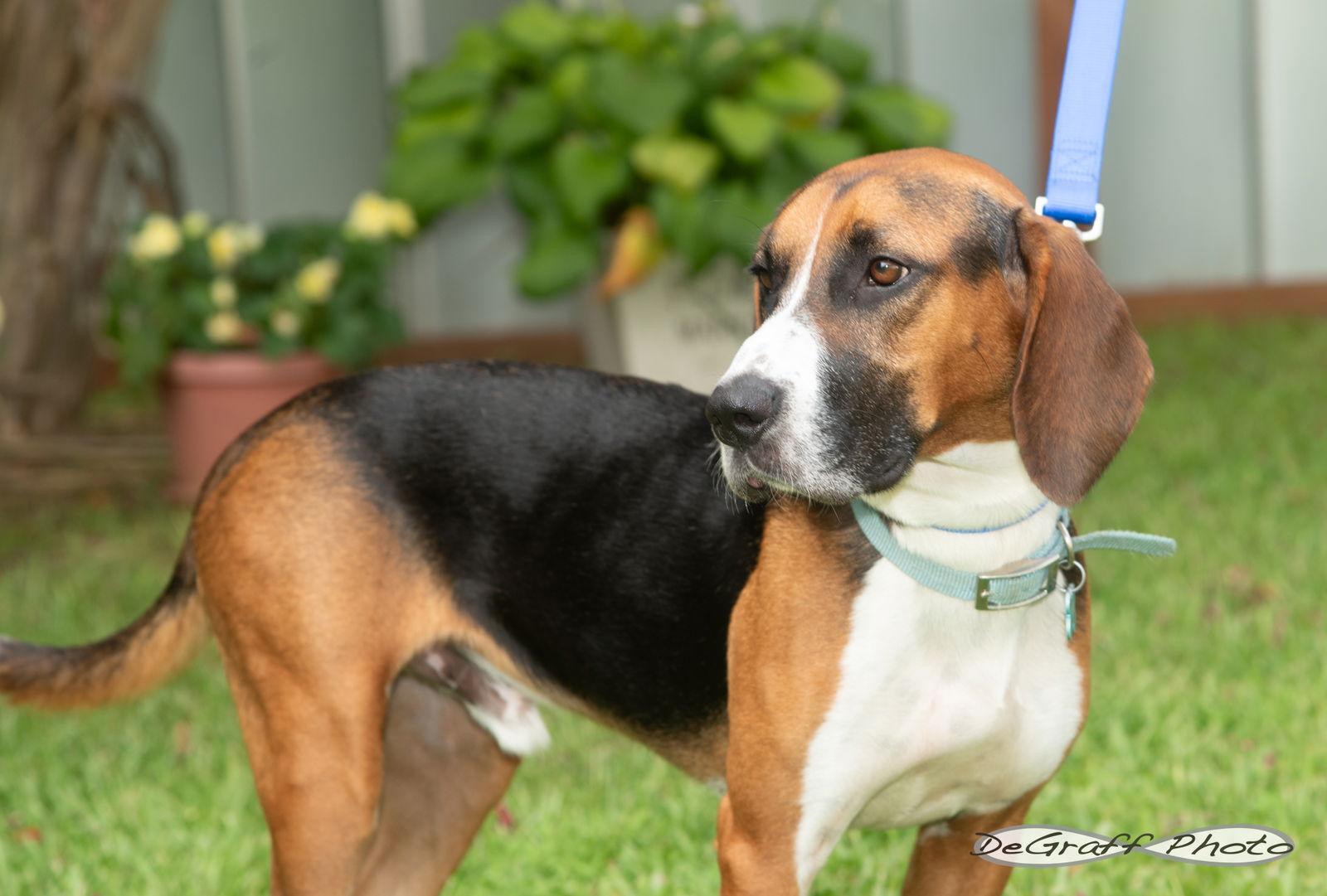 Barkley, a Adoptable mixed breed image 1/3