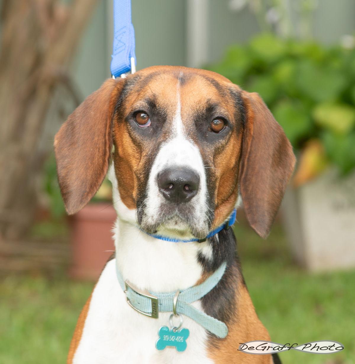 Barkley, a Adoptable mixed breed image 2/3