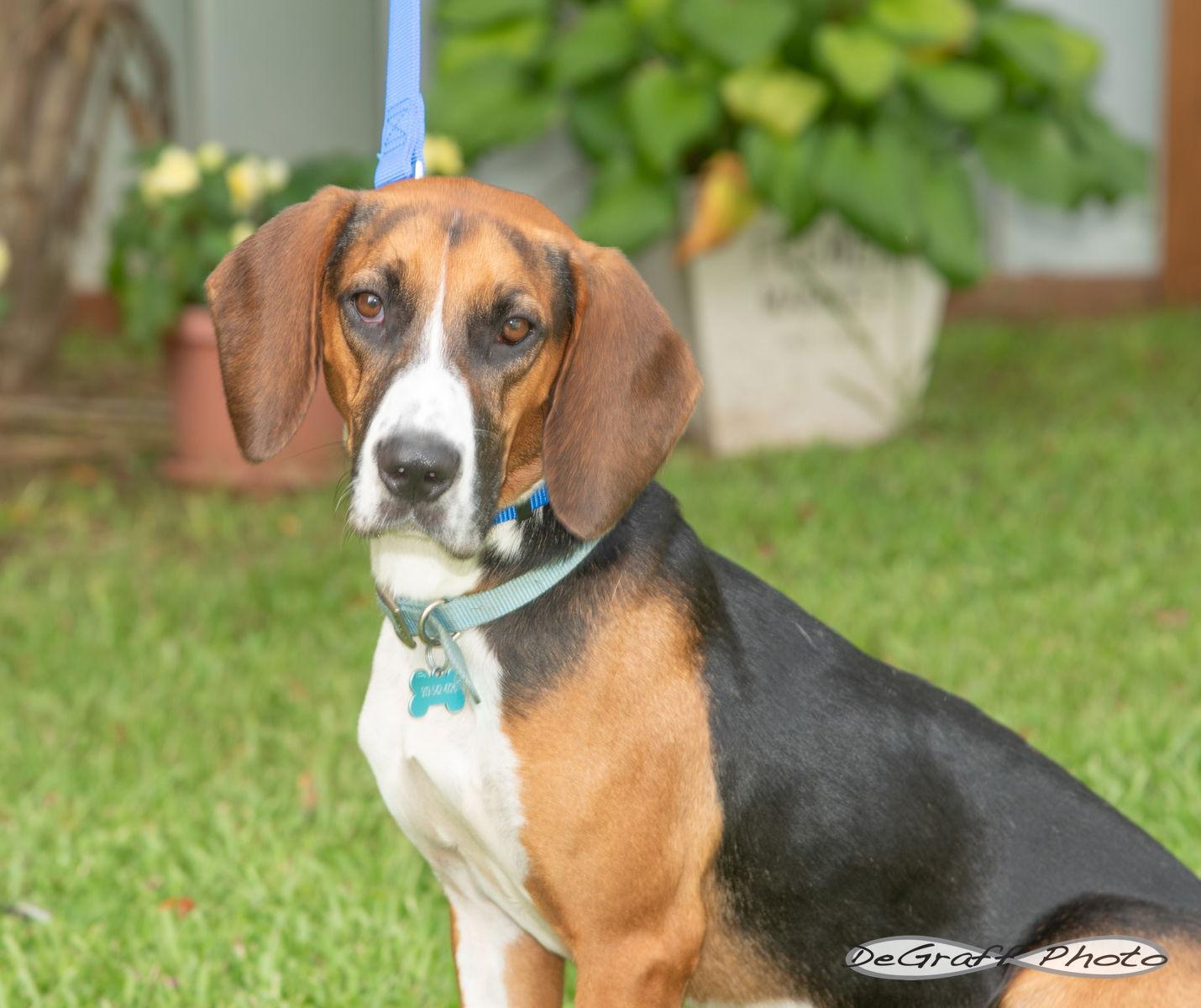 Barkley, a Adoptable mixed breed image 3/3
