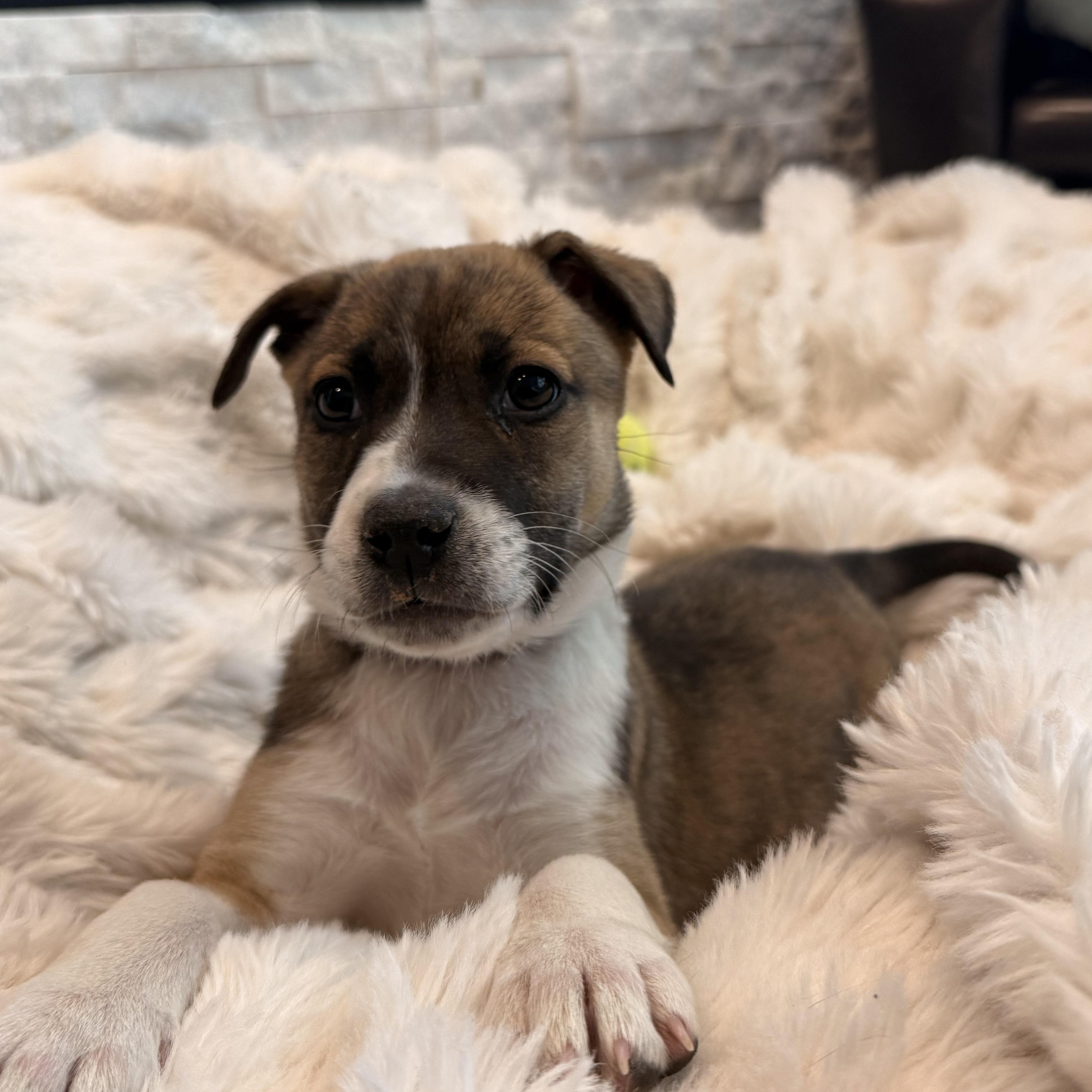 Olympic , Adoptable, Puppy Female Mixed Breed.