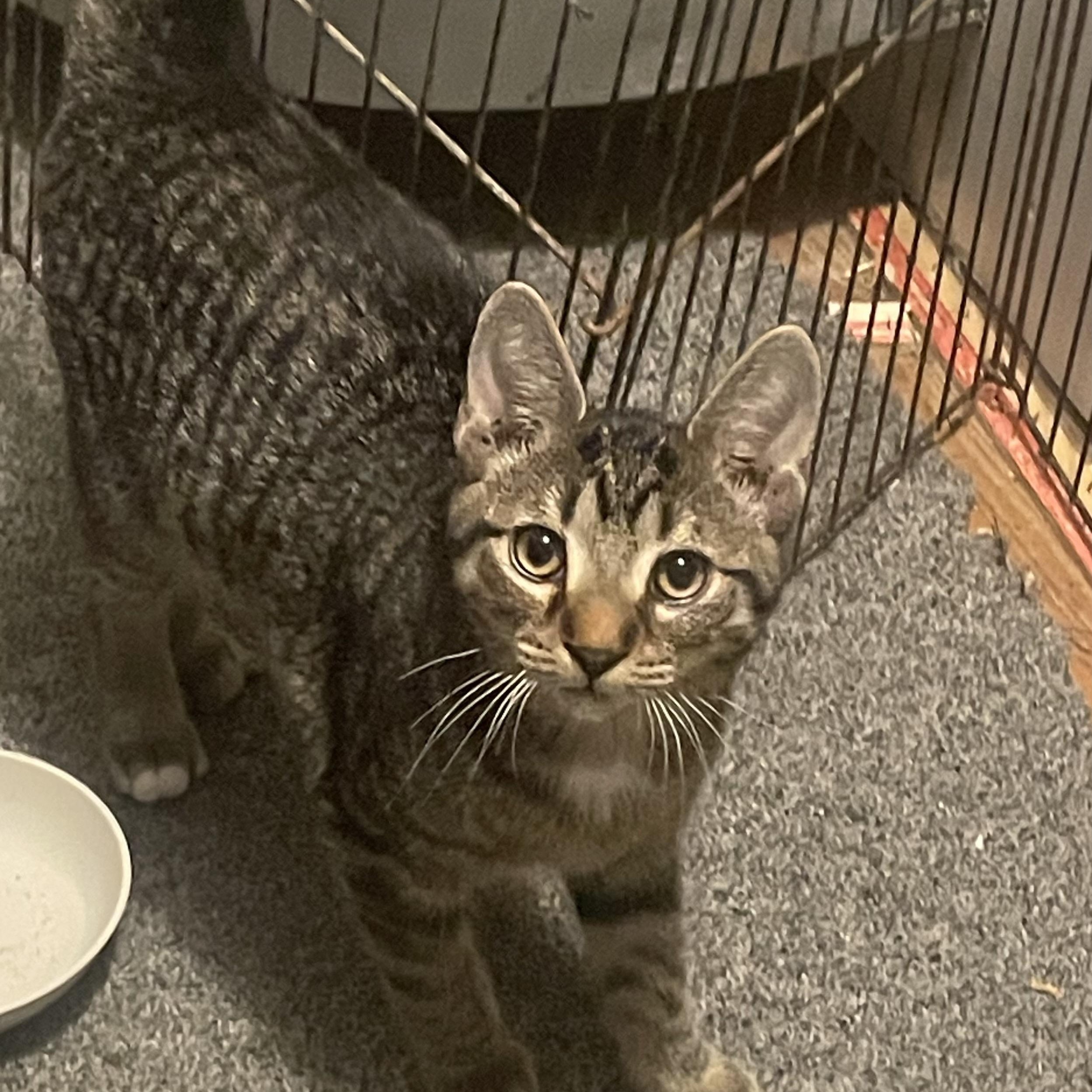 Bingo, Adoptable, Kitten Male Tabby.