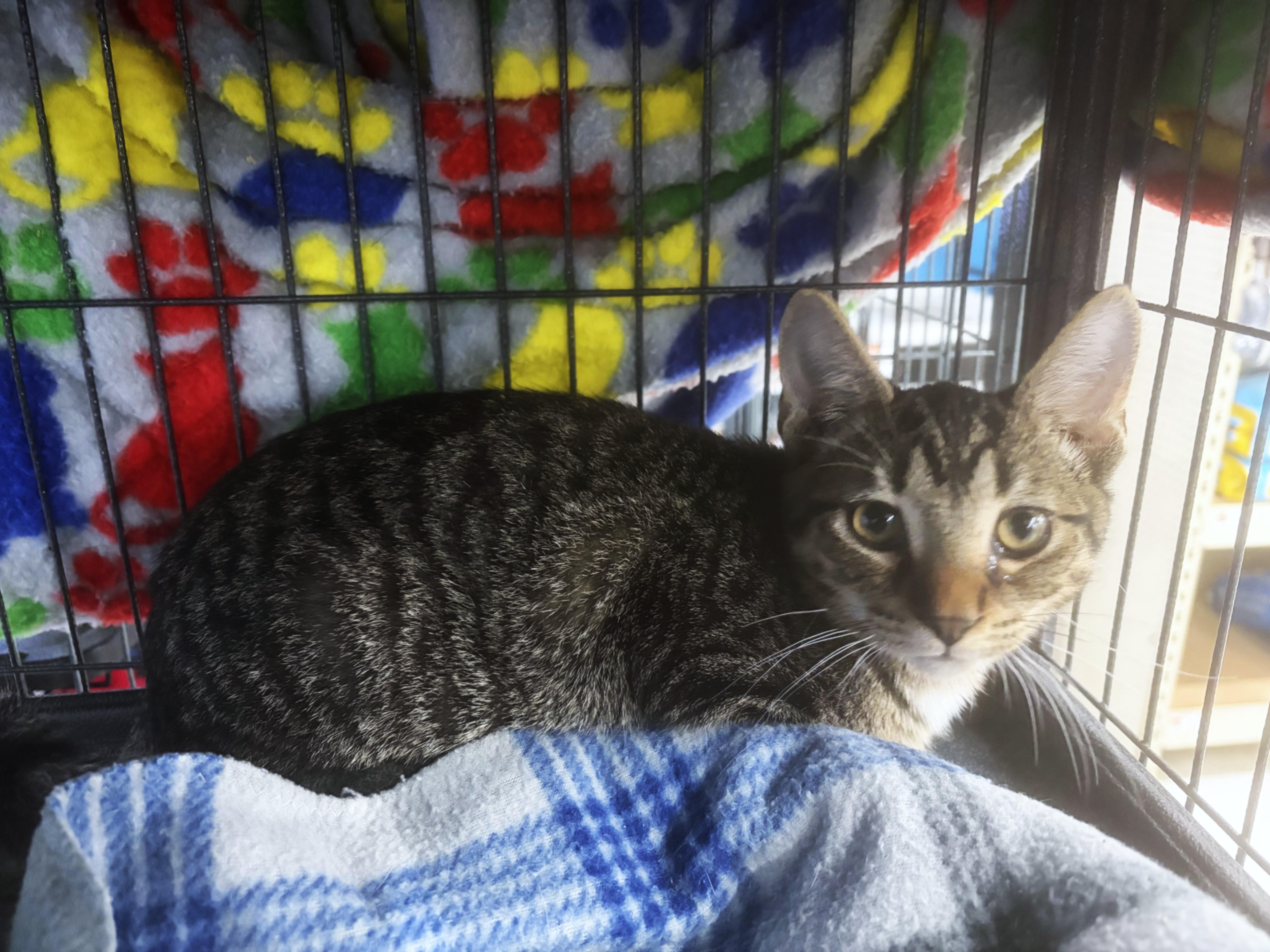 Enlarge Bingo, a Adoptable Tabby in Midland, MI image 4/5