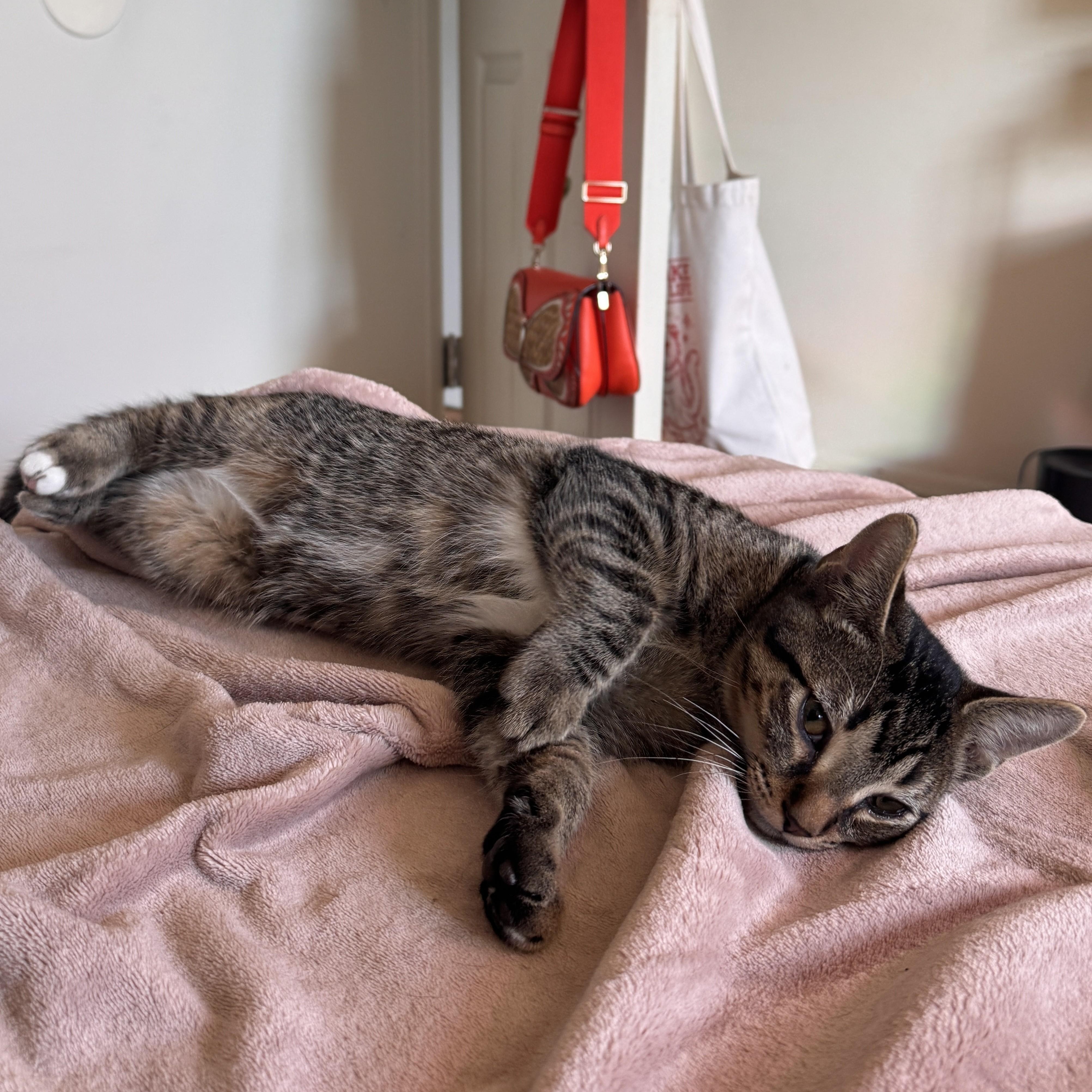Enlarge Bingo, a Adoptable Tabby in Midland, MI image 3/5