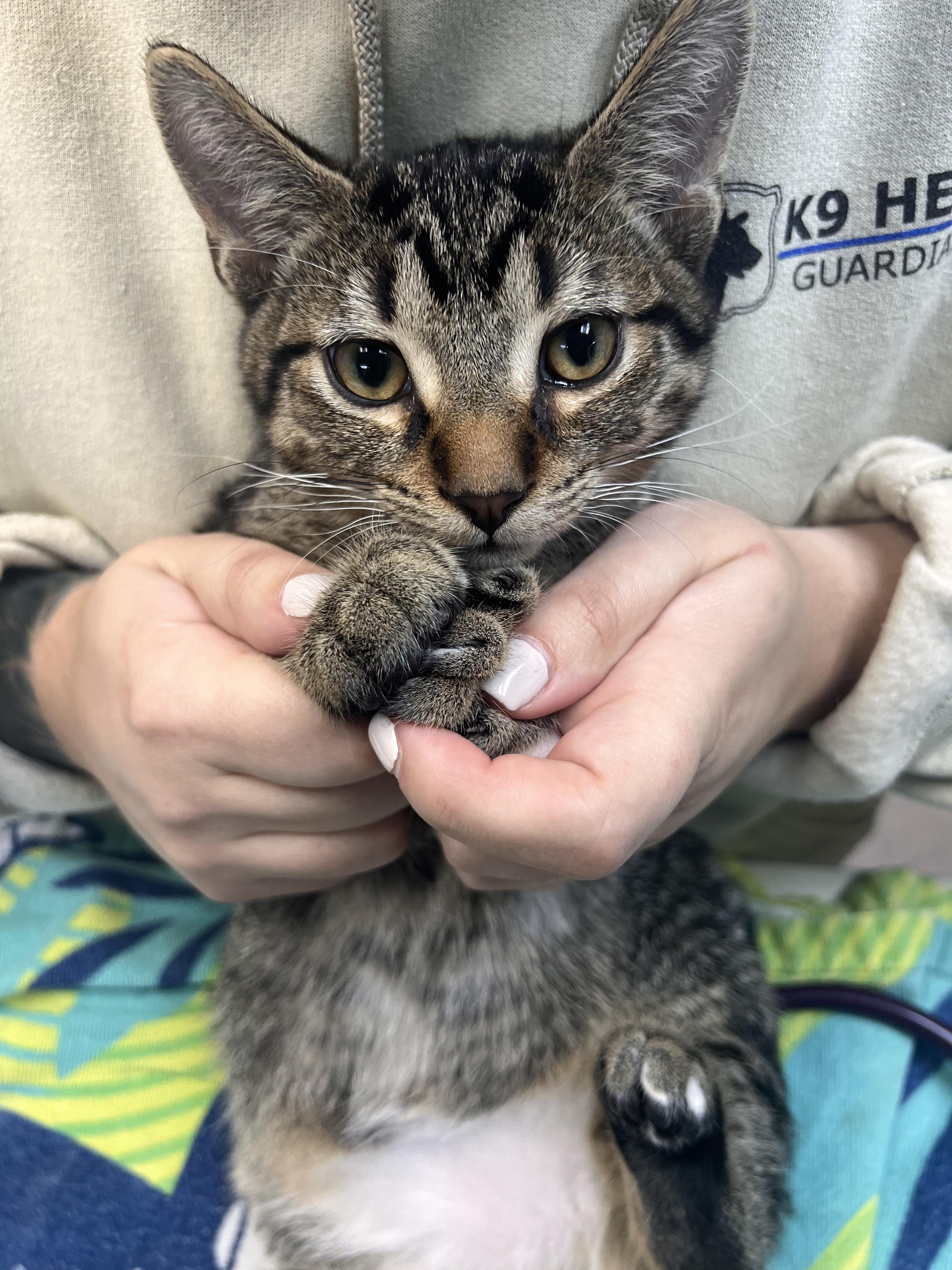 Enlarge Bingo, a Adoptable Tabby in Midland, MI image 2/5