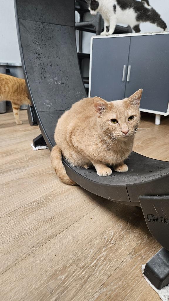 Beth, Adoptable, Adult Female Domestic Short Hair.