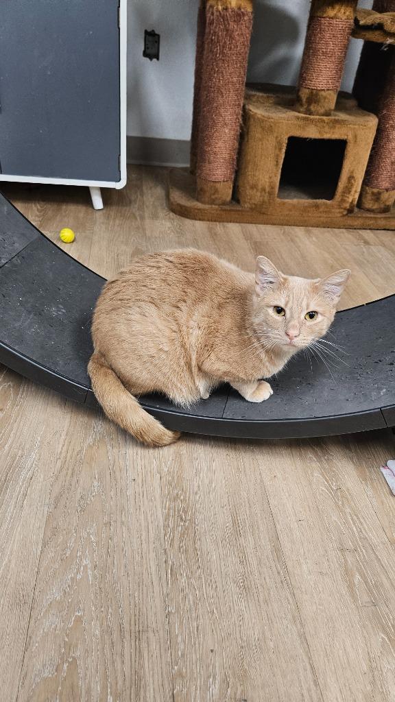 Beth, Adoptable, Adult Female Domestic Short Hair.