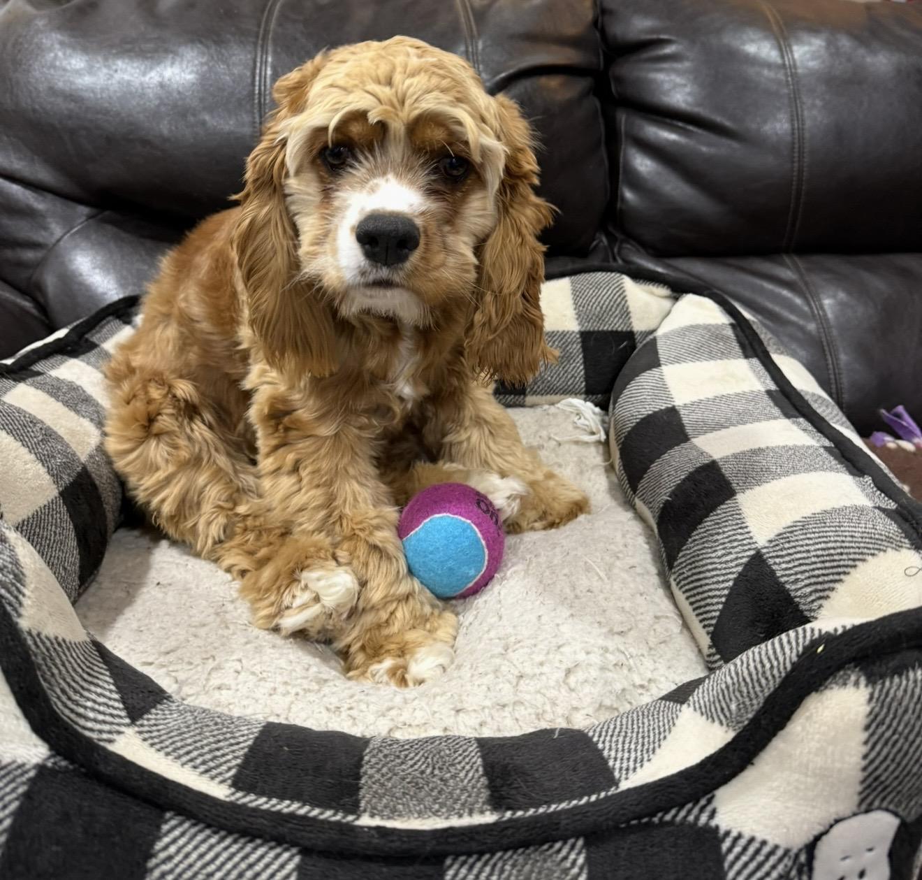 Enlarge Cookie C 26088, a Adoptable Cocker Spaniel in Parker, CO image 1/2