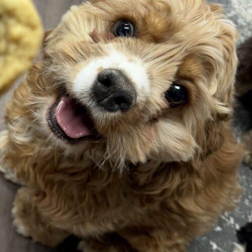 Cookie C 26088, Adoptable, Puppy Female Cocker Spaniel.
