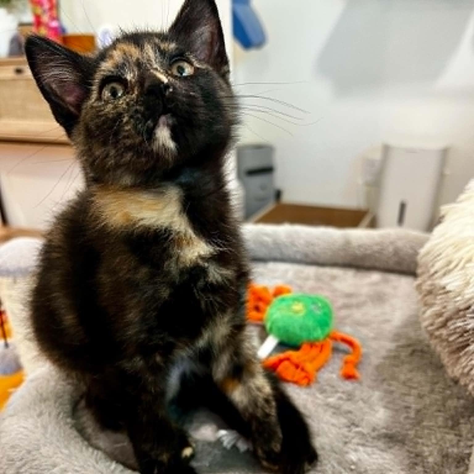 Enlarge Poppy, an adopted mixed breed in Antioch, CA image 2/3
