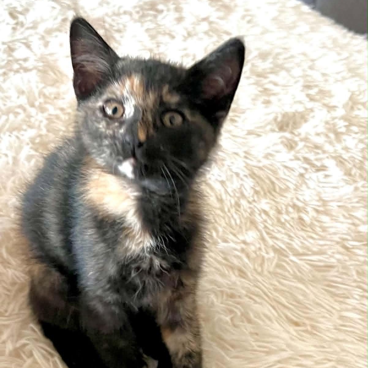 Poppy, adopted, Kitten Female Tortoiseshell & Domestic Short Hair.