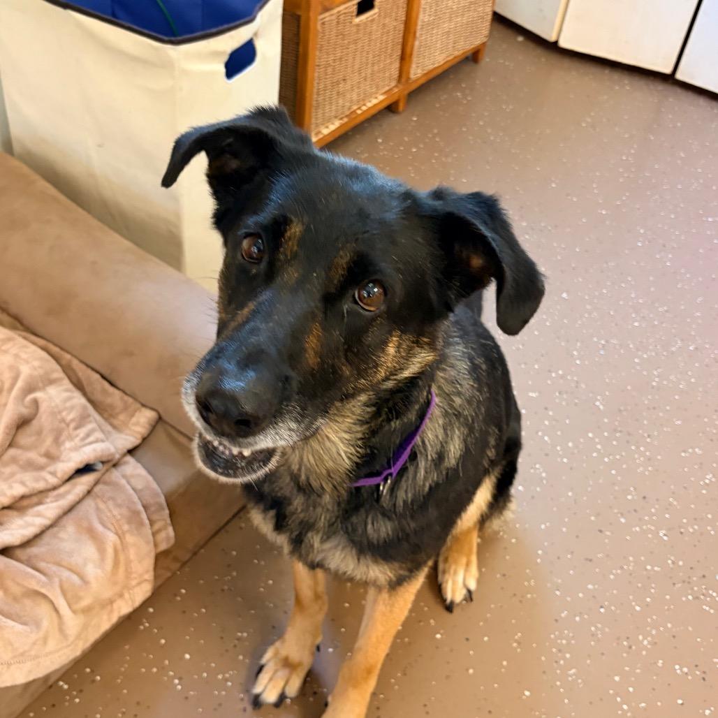 Maybelline, Adoptable, Adult Female Shepherd.