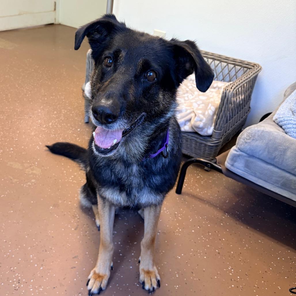 Maybelline, a Adoptable Shepherd in Belleville, IL image 2/3