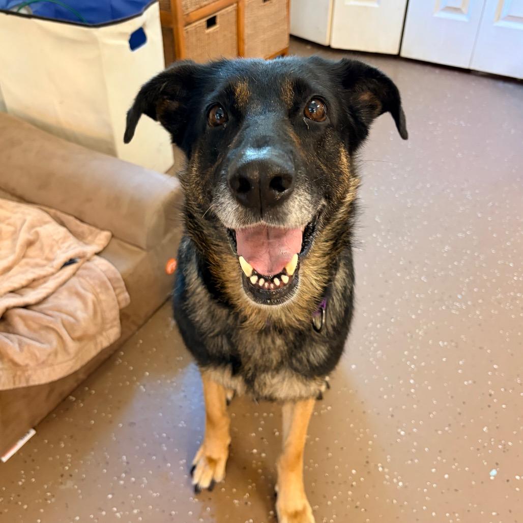 Maybelline, a Adoptable Shepherd in Belleville, IL image 3/3