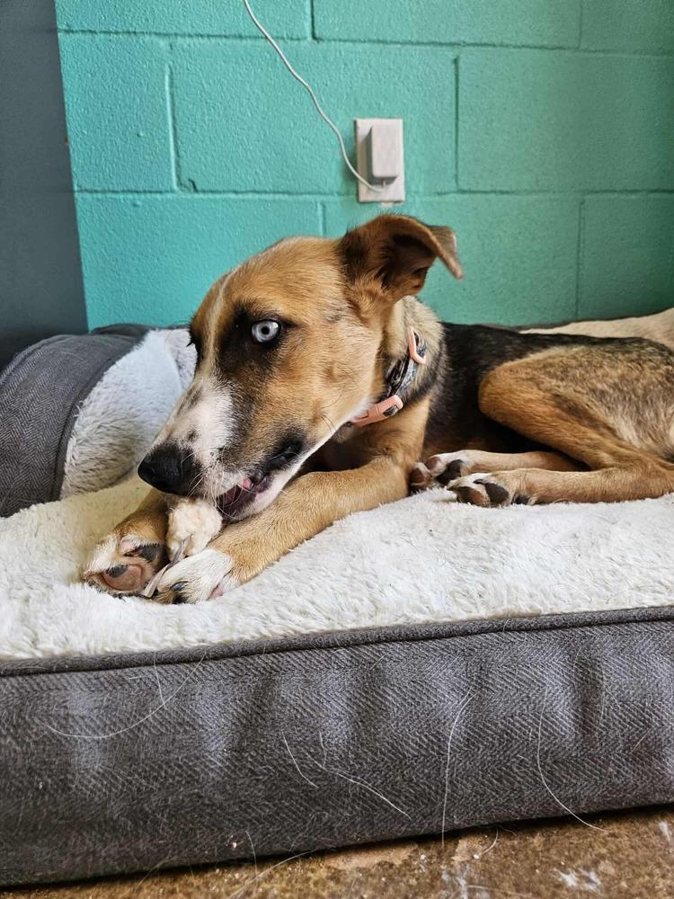 Enlarge Sterling, a Adoptable mixed breed in Deerfield, WI image 1/5