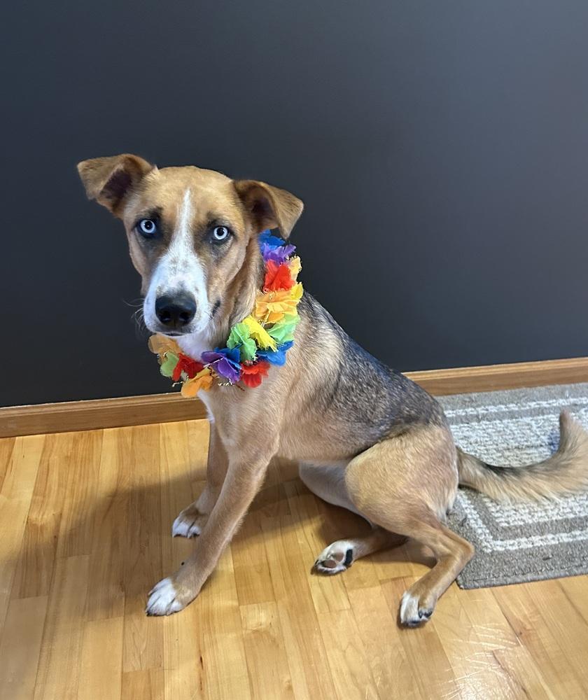 Sterling, Adoptable, Young Female Mixed Breed.