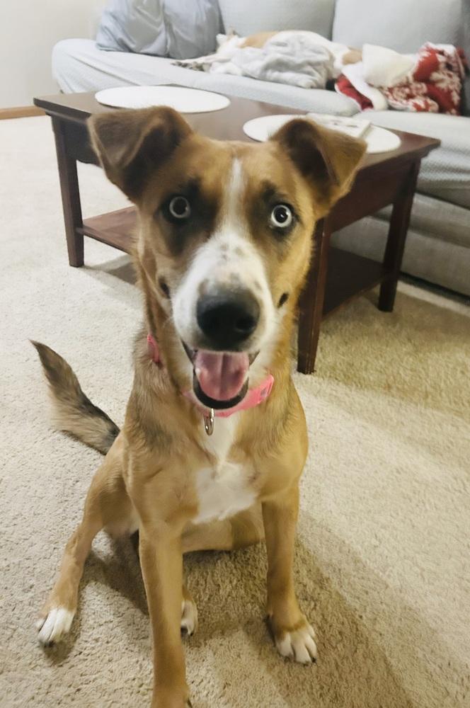 Enlarge Sterling, a Adoptable mixed breed in Deerfield, WI image 2/6